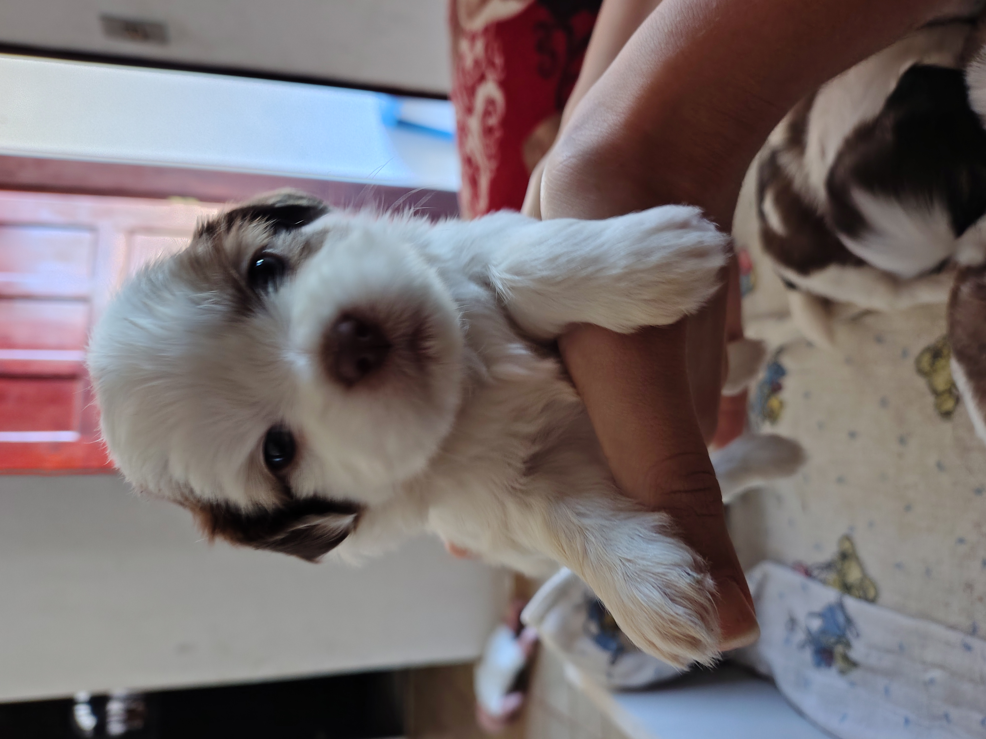 Portal Vendocão Lindos Filhotes de Shih Tzu Angra dos Reis