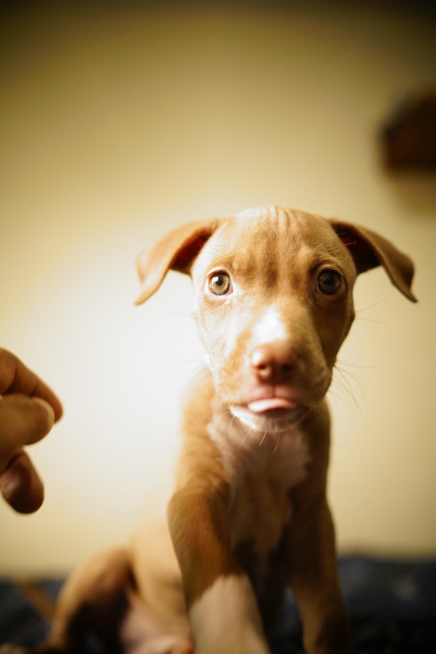 Filhotes Pitbulls - Foto 5