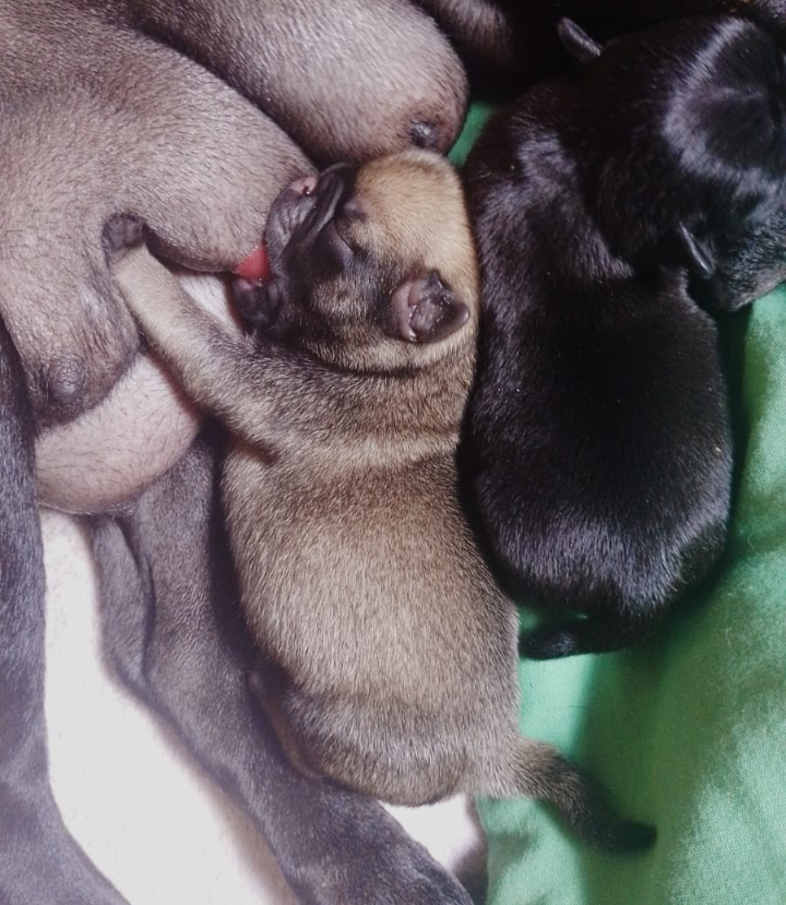 Portal Vendocão Filhotes de Pug  São José do Rio preto 