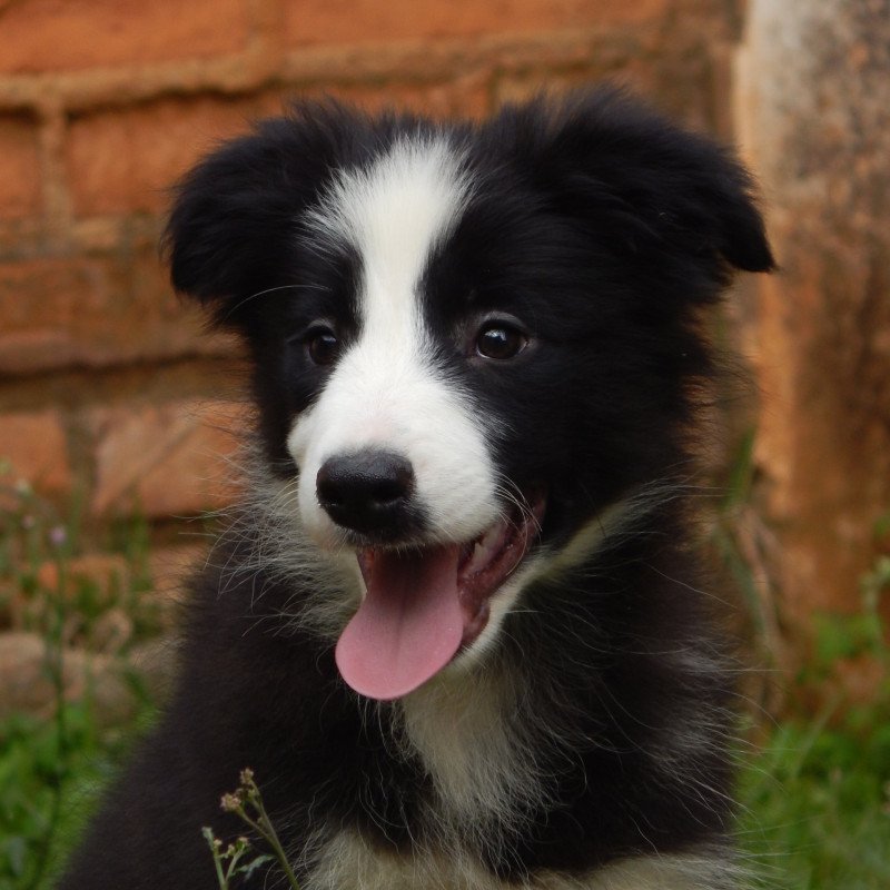 Filhote Border Collie Padrão Exposição