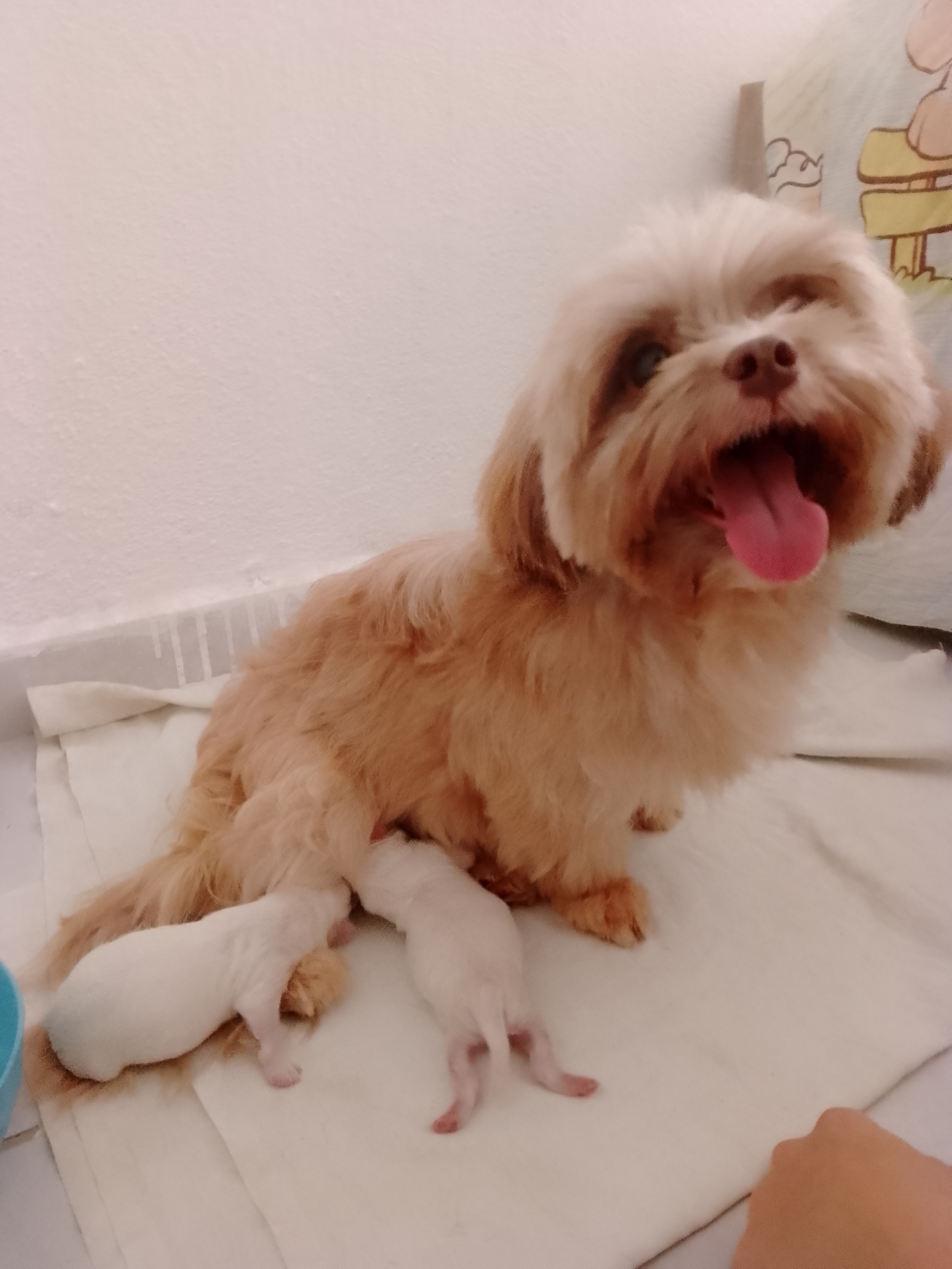 Portal Vendocão Cachorros machos Olinda 