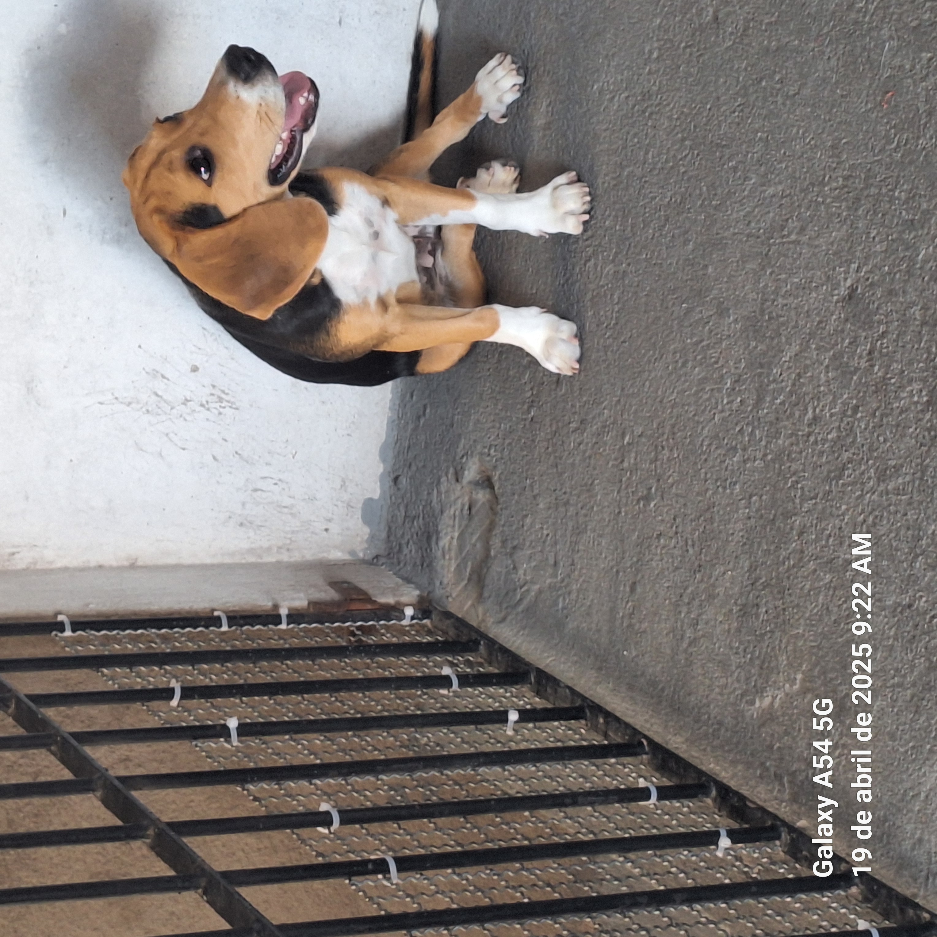 Portal Vendocão Beagle  Serra