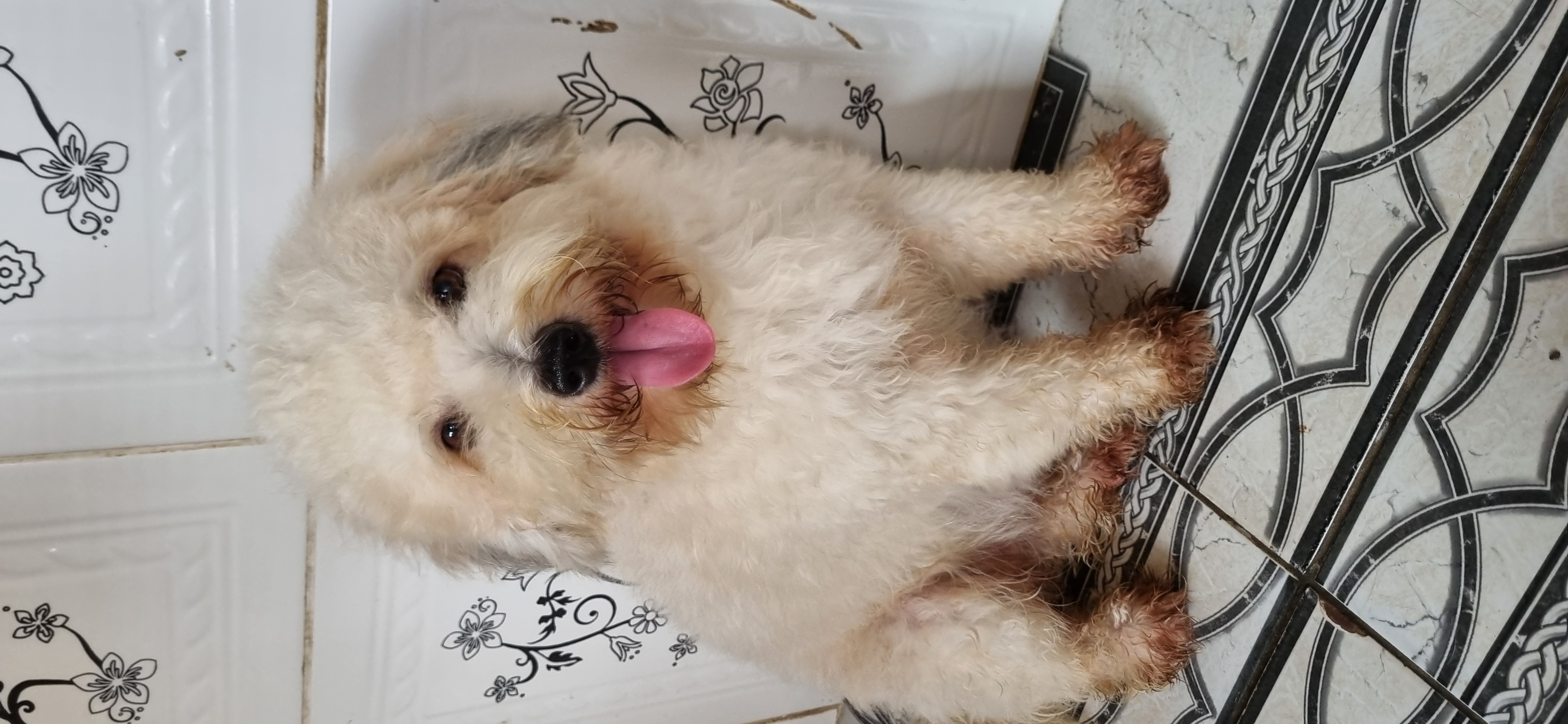 Portal Vendocão Vendo cachorro  Belém 