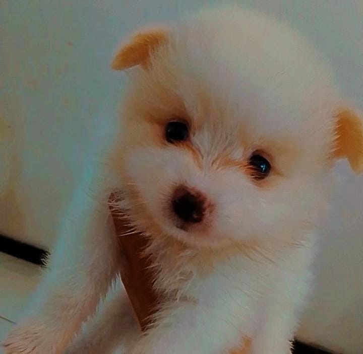Lulu da pomerania ou spitz alemão 