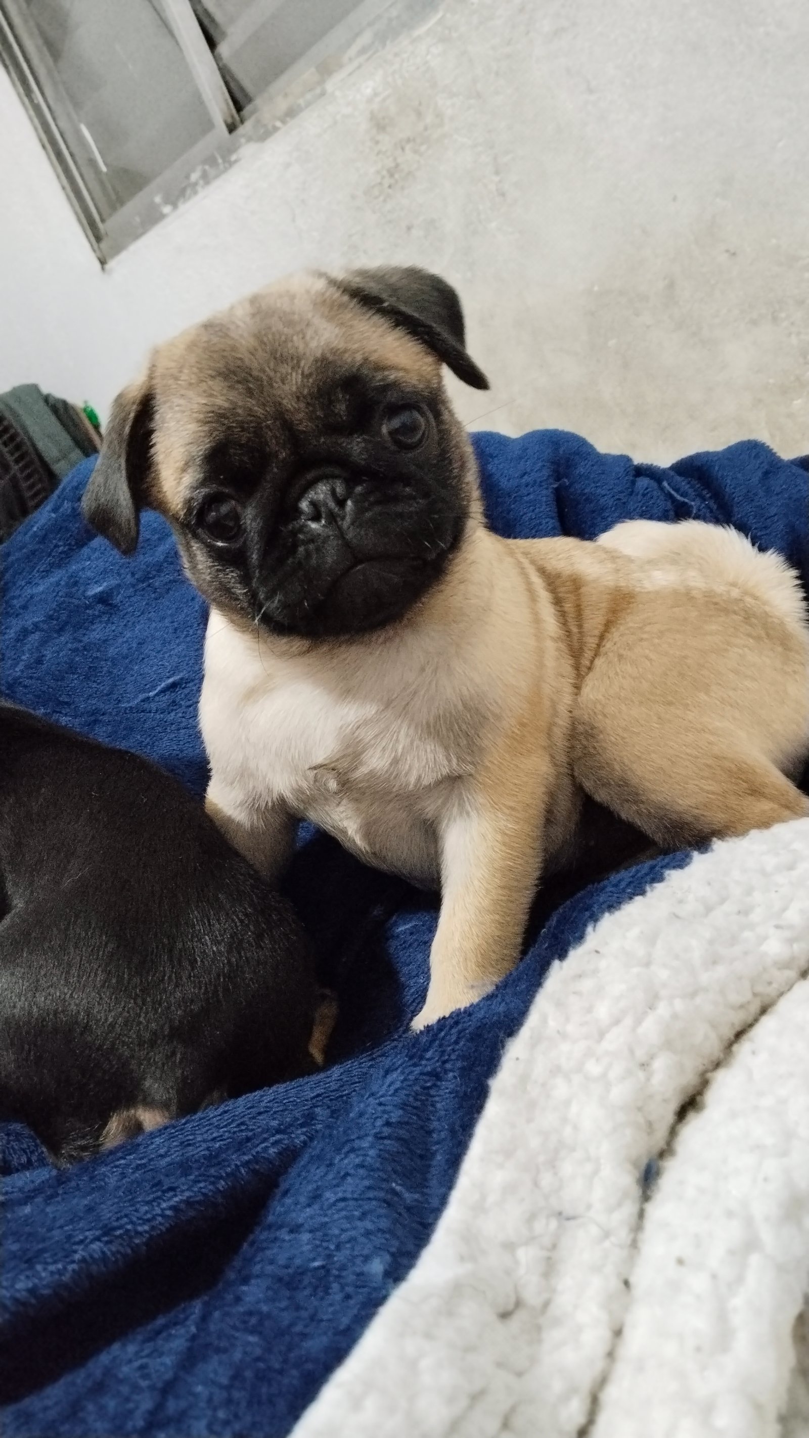 Pug femeas - Foto 1