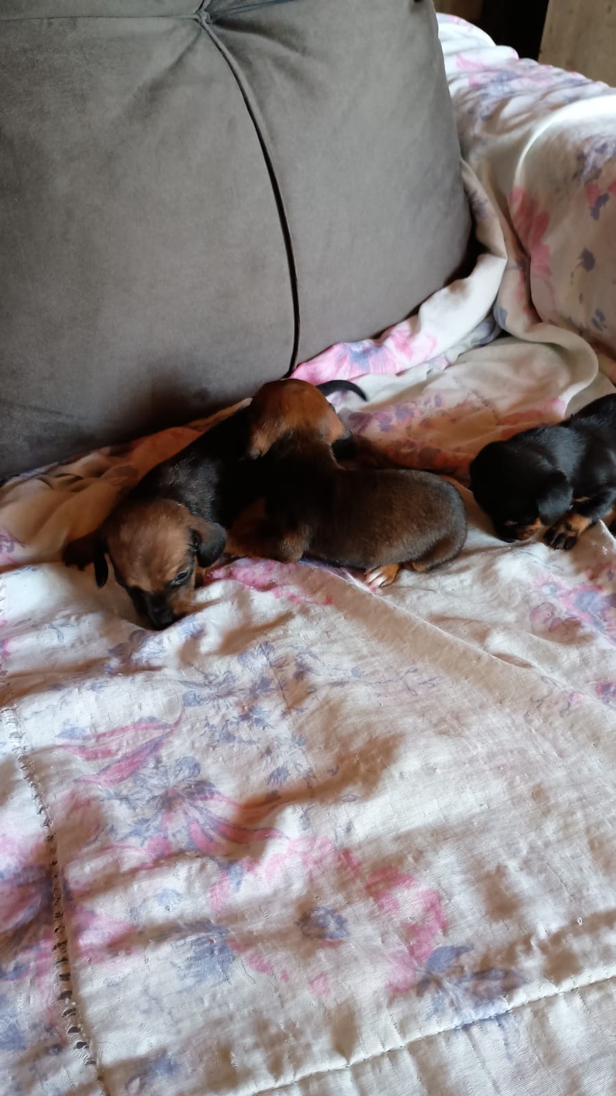 Portal Vendocão Venda de Filhote dachshund ( salsicha) Salinópolis