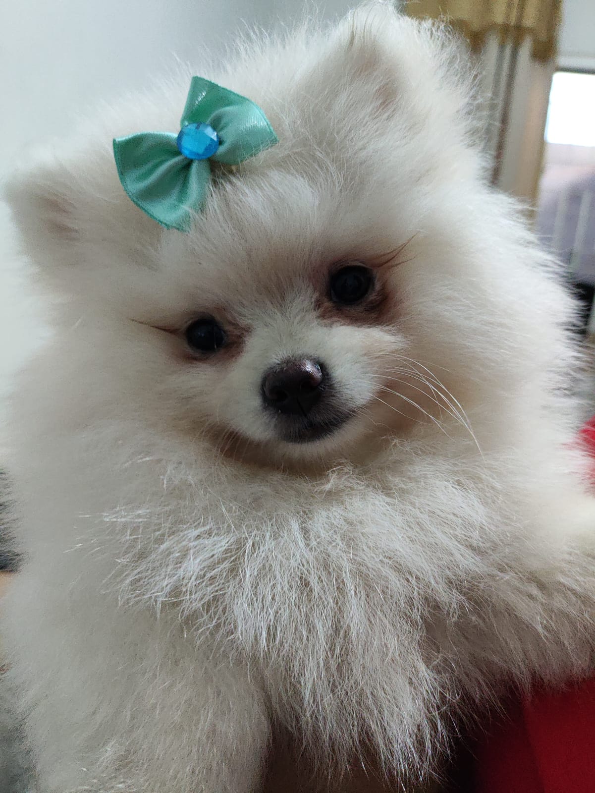 Portal Vendocão Fêmea de lulu da Pomerânia 3 meses Jundiaí