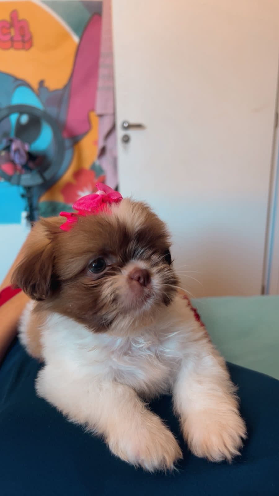 Portal Vendocão Filhote Shitzu micro europeu leia anúncio  Belo Horizonte