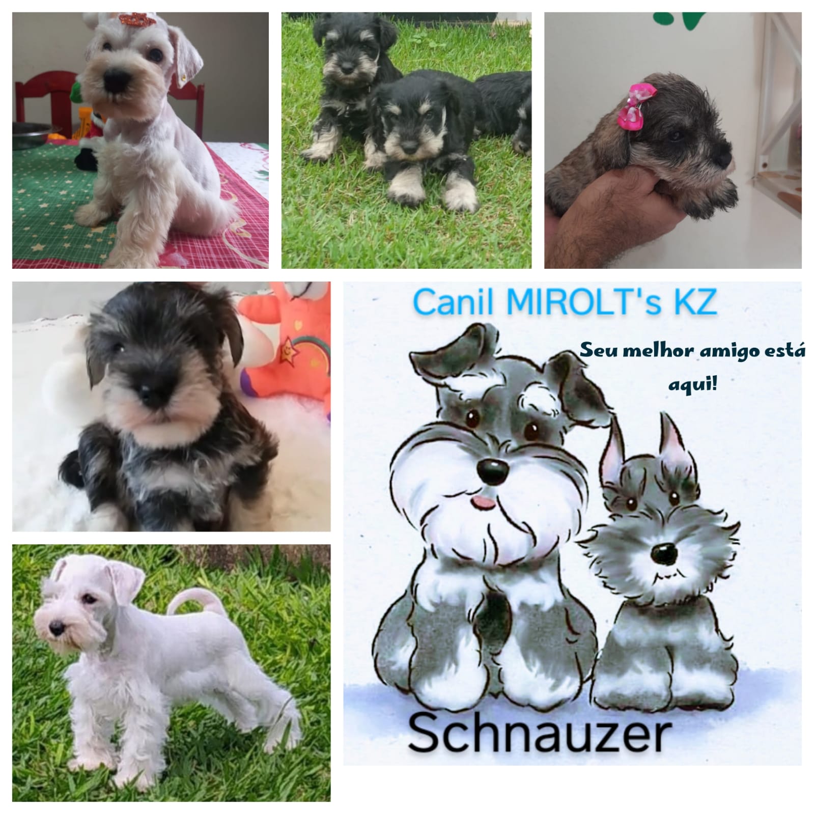 Portal Vendocão Vendo filhotes de schnauzer miniatura Uberlândia