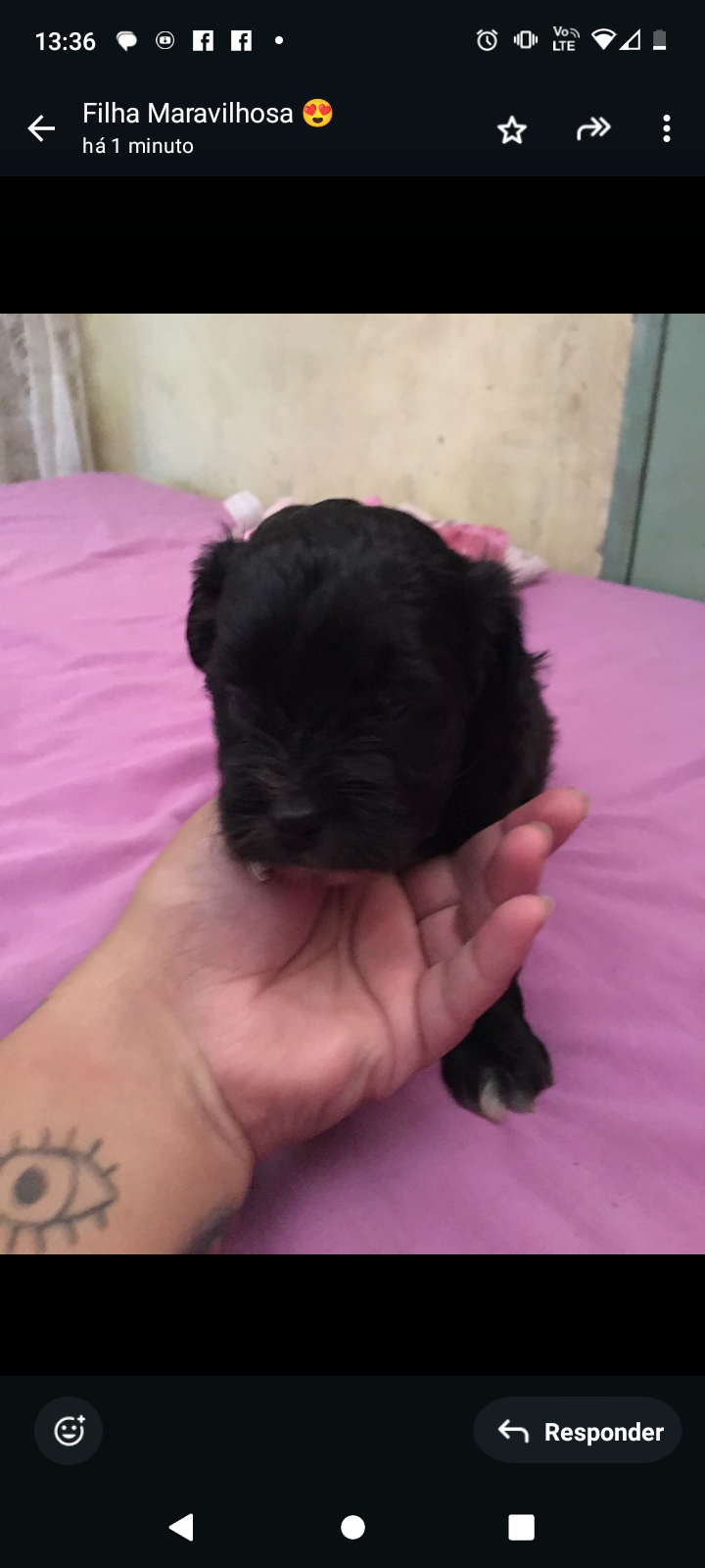 Portal Vendocão Cachorro shitzu Canoas