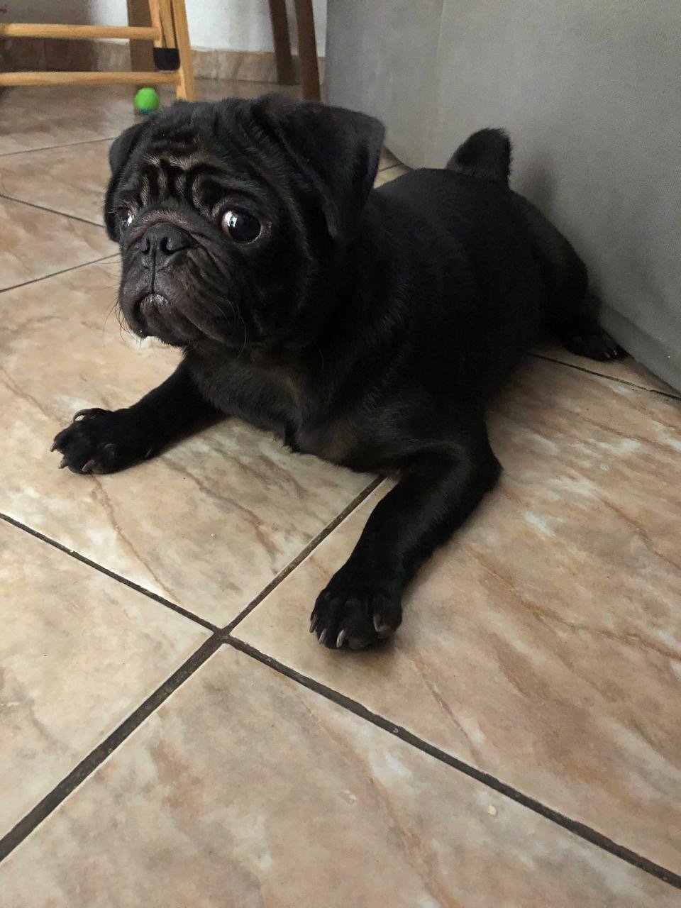 Pug de 9 meses