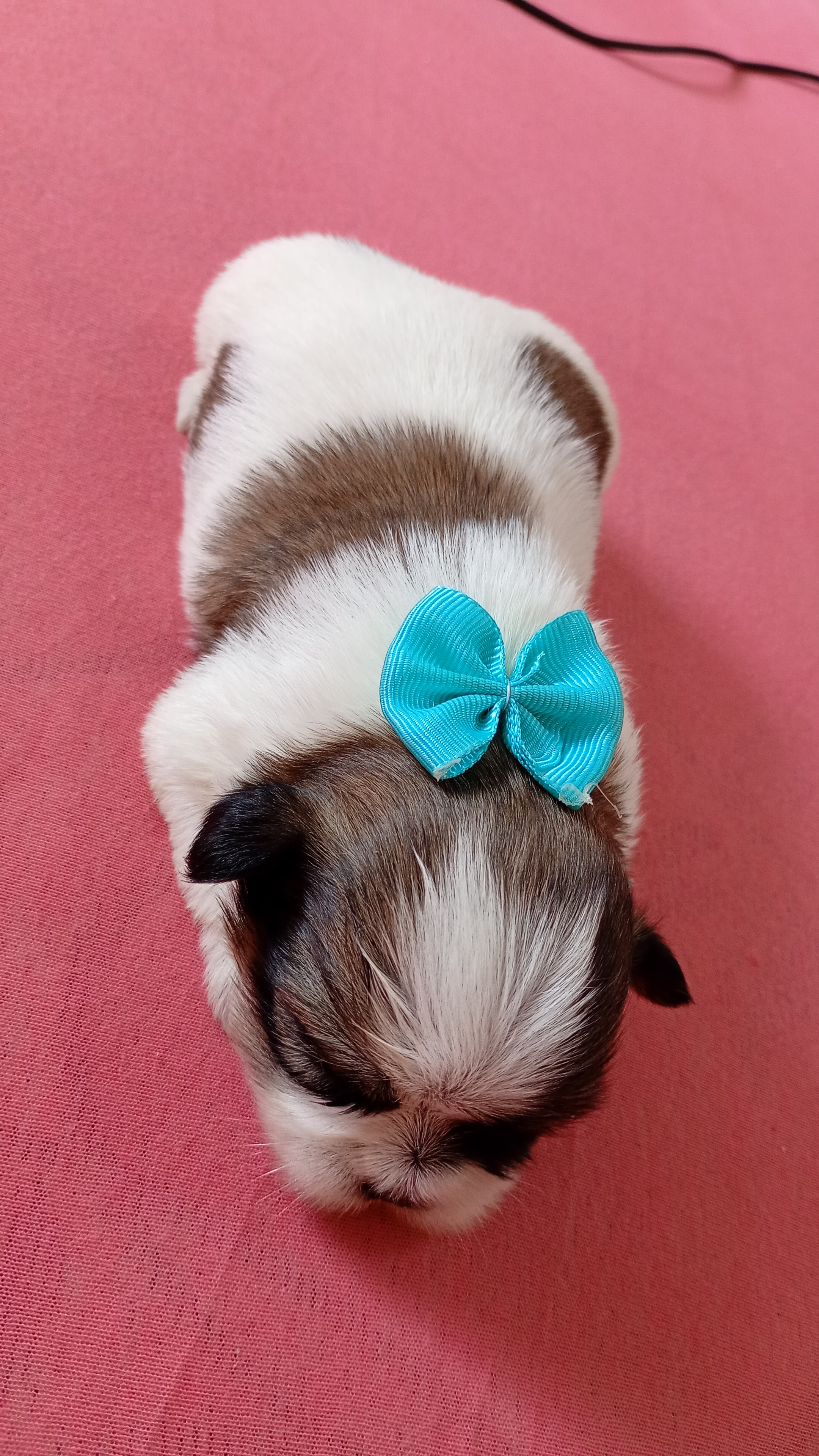 Portal Vendocão Filhotes de Shitzu Mine  Goiânia 