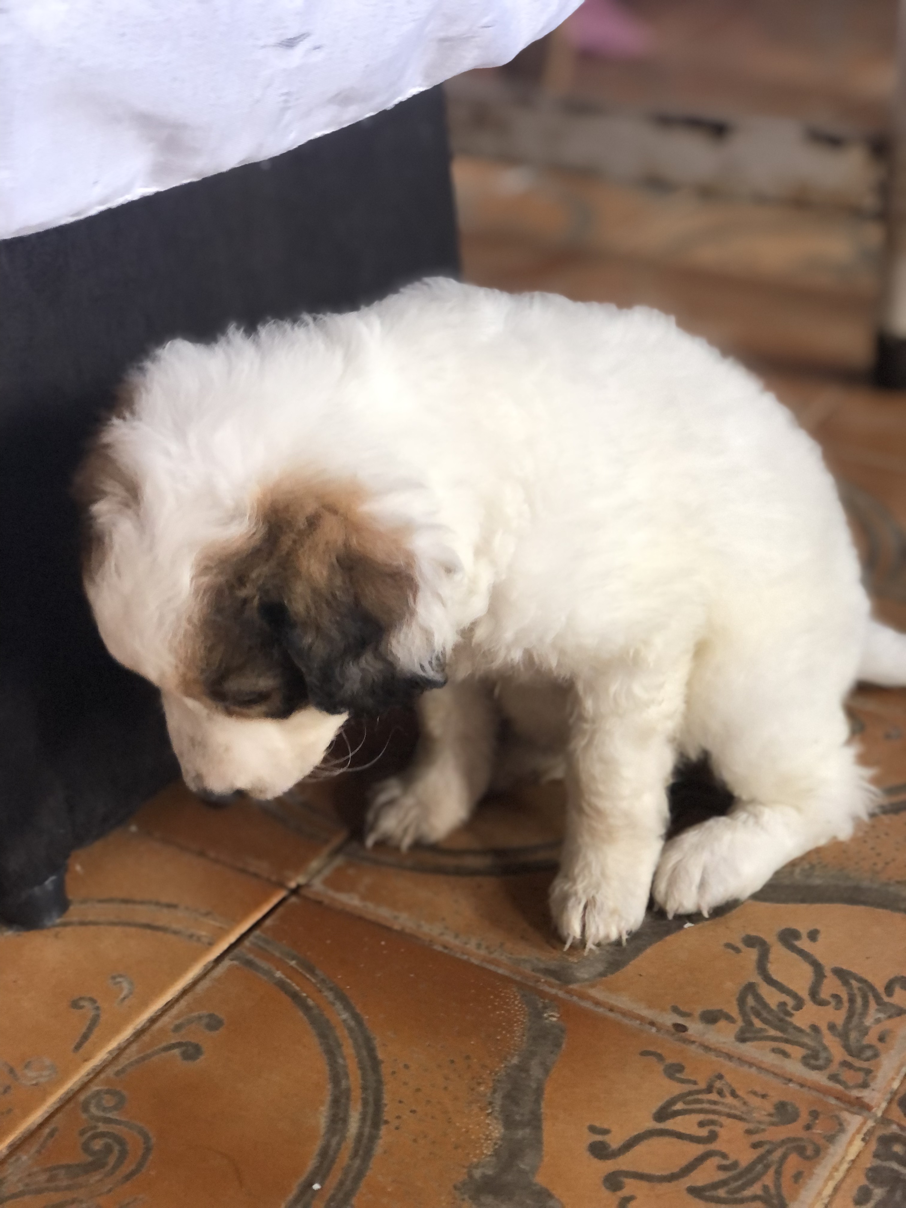 Portal Vendocão Vendo poodle fêmea  Belém 