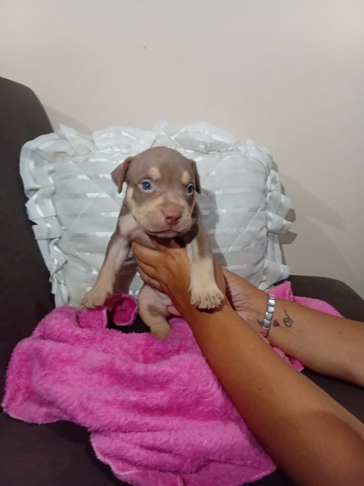 Filhotes de American Bully - Foto 1