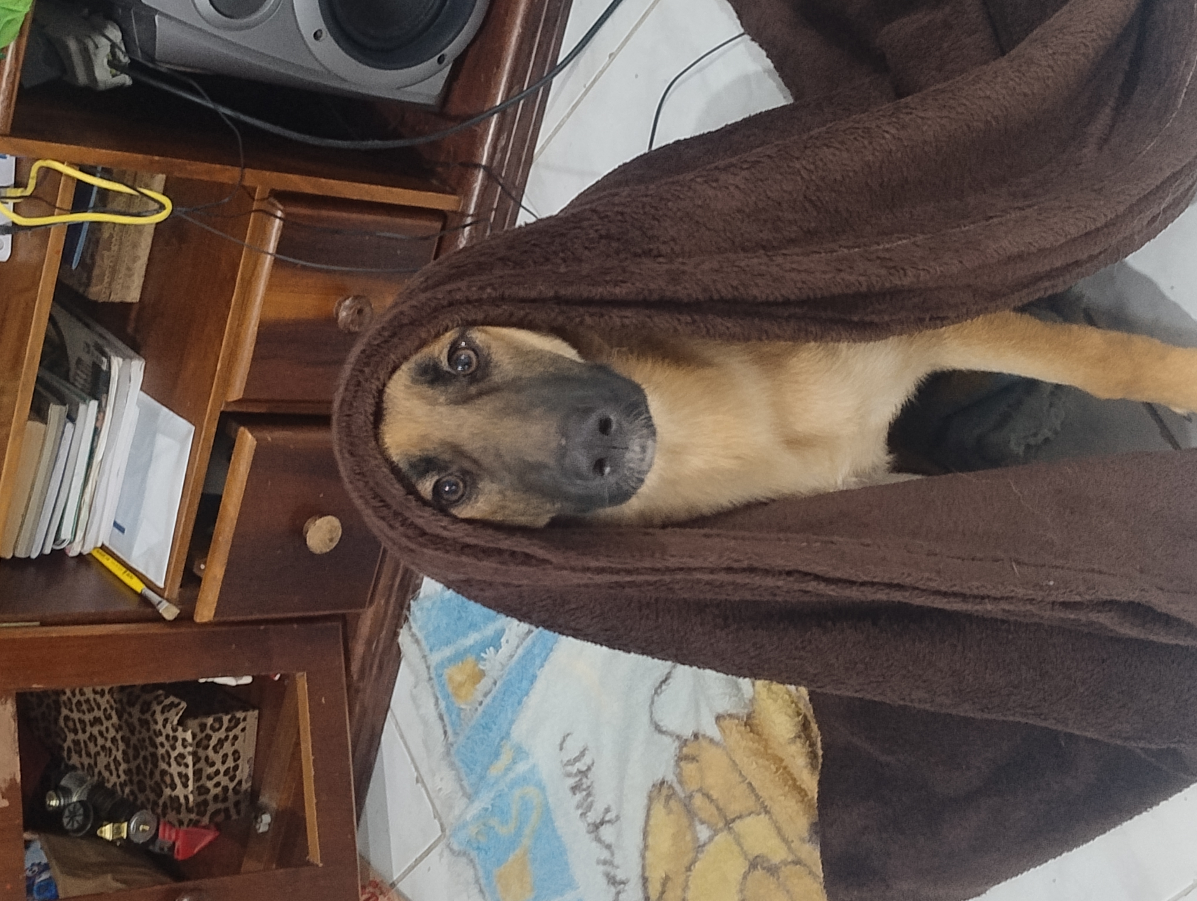 Portal Vendocão Adoção urgente  Franco da rocha 