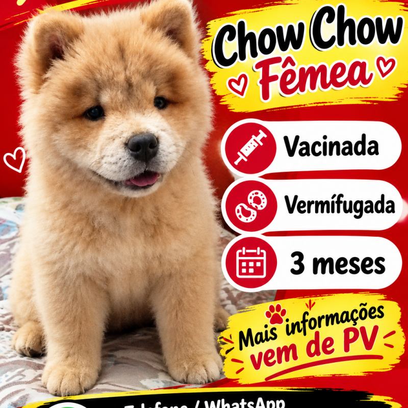 Vendo filhote de Chow chow femea