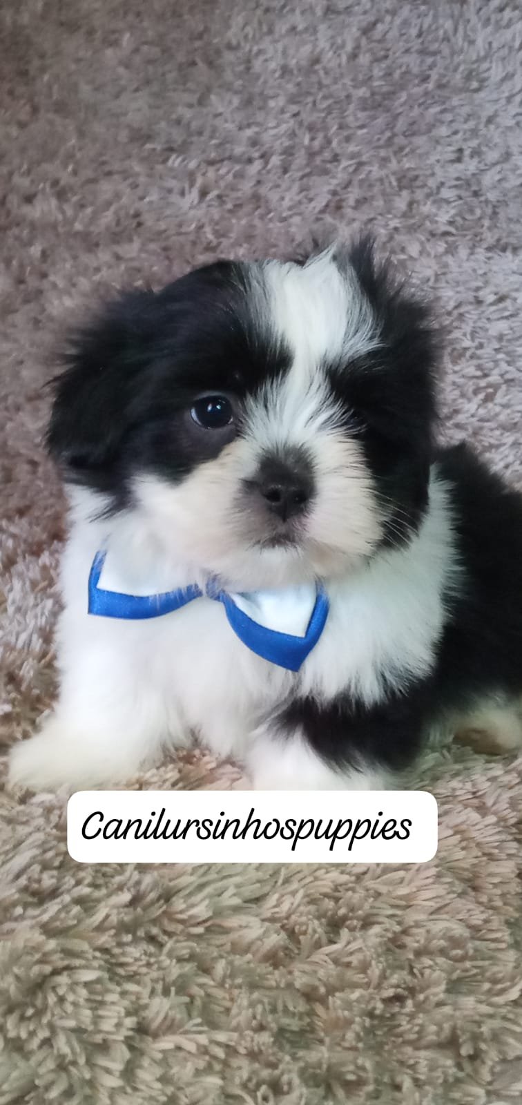 lhasa apso perfeitos filhotes #canilursinhospuppies - Foto 3