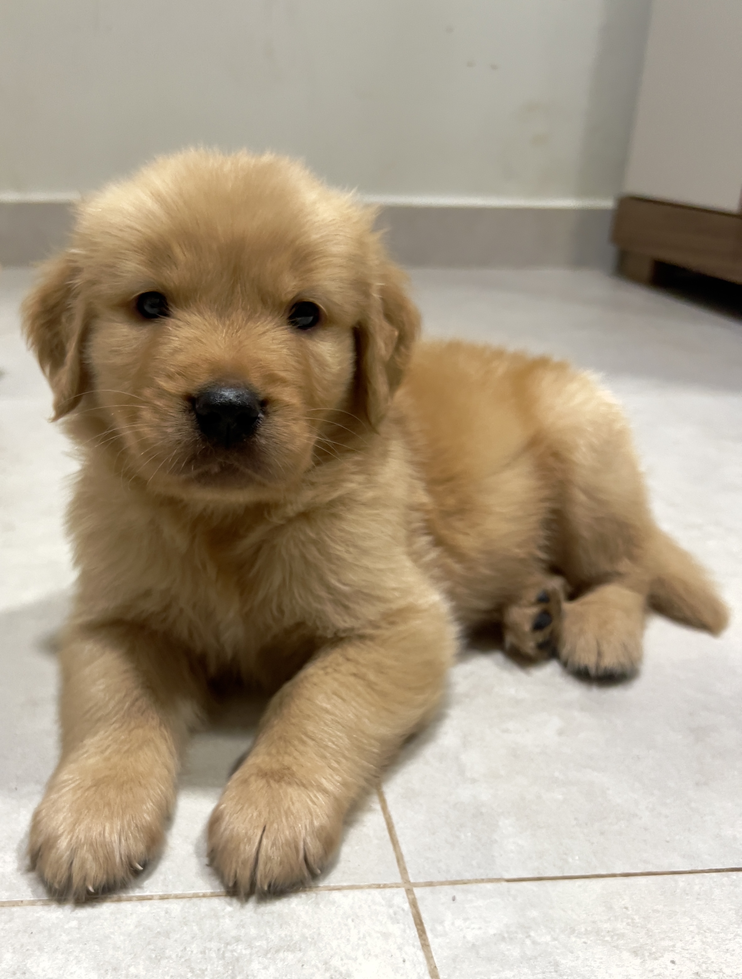 Portal Vendocão Lindos Filhotes de Golden Retriever Disponíveis!!! Porto Velho 