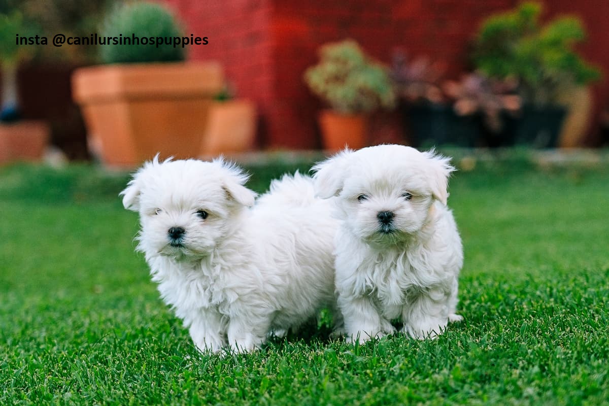 Portal Vendocão maltes lindos bebes pronta entrega #canilursinhospuppies  hortolandia 