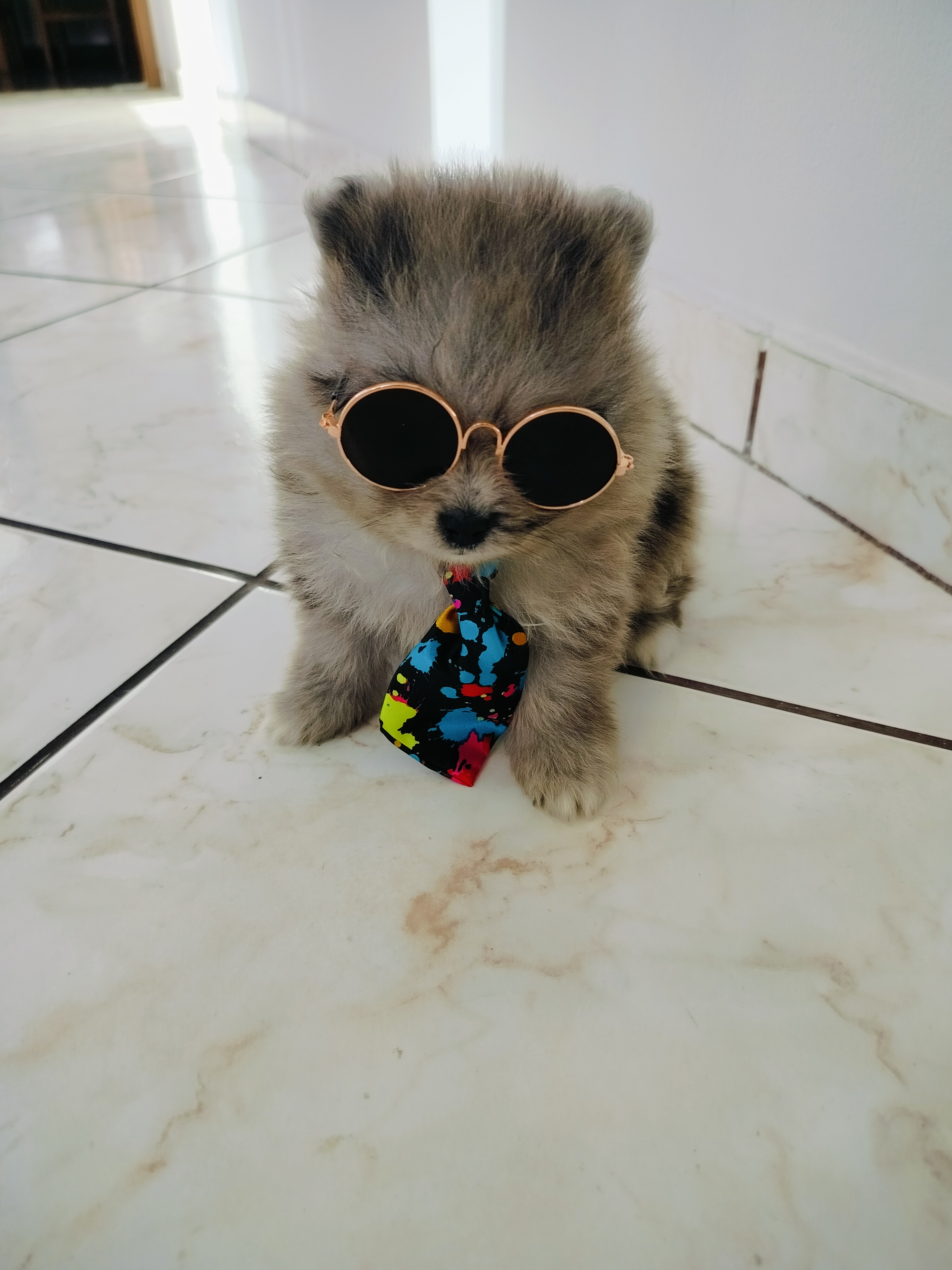 Portal Vendocão Vendo filhotes de Lulu da Pomerânia  Barra do Piraí 