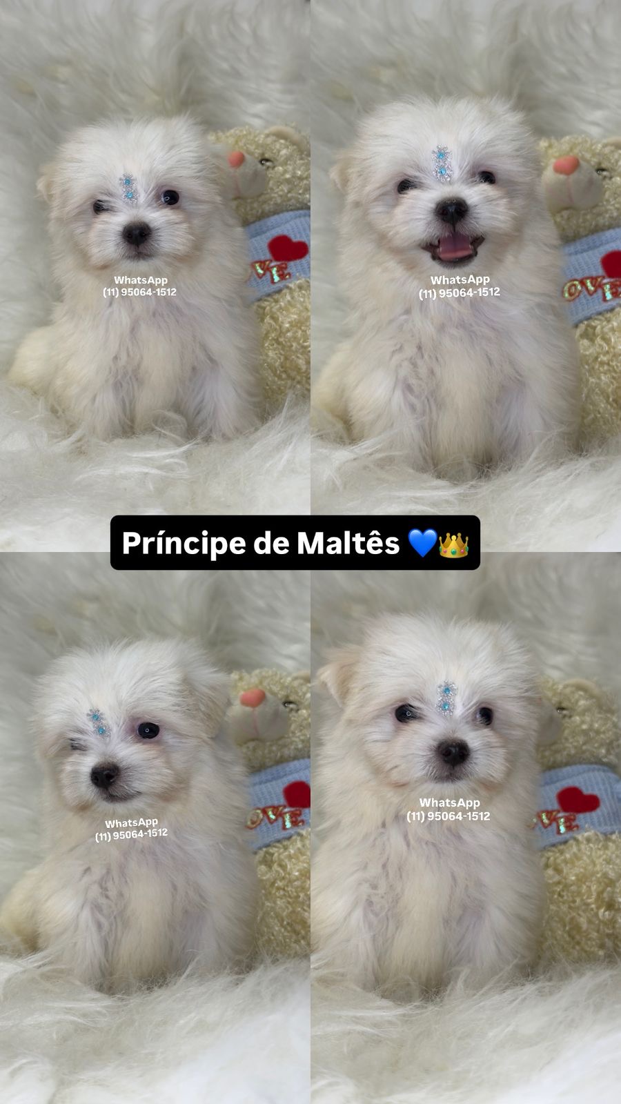 Maltês macho baby face branquíssimo  - Foto 1