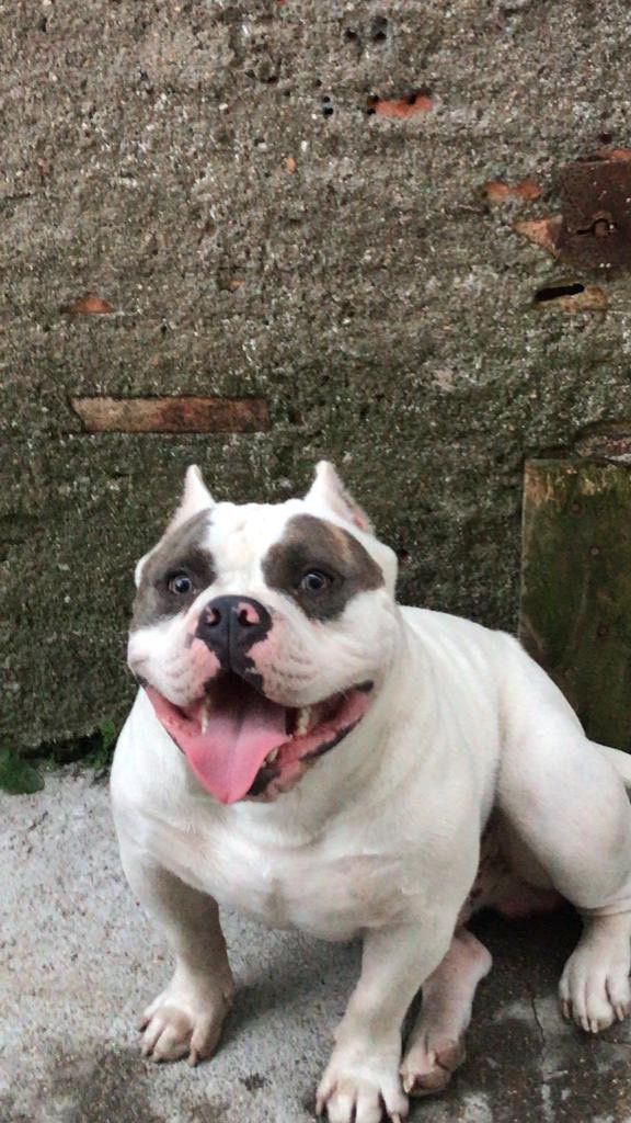 Portal Vendocão AMERICAN BULLY EXOTIC - FILHOTES  Florianópolis 