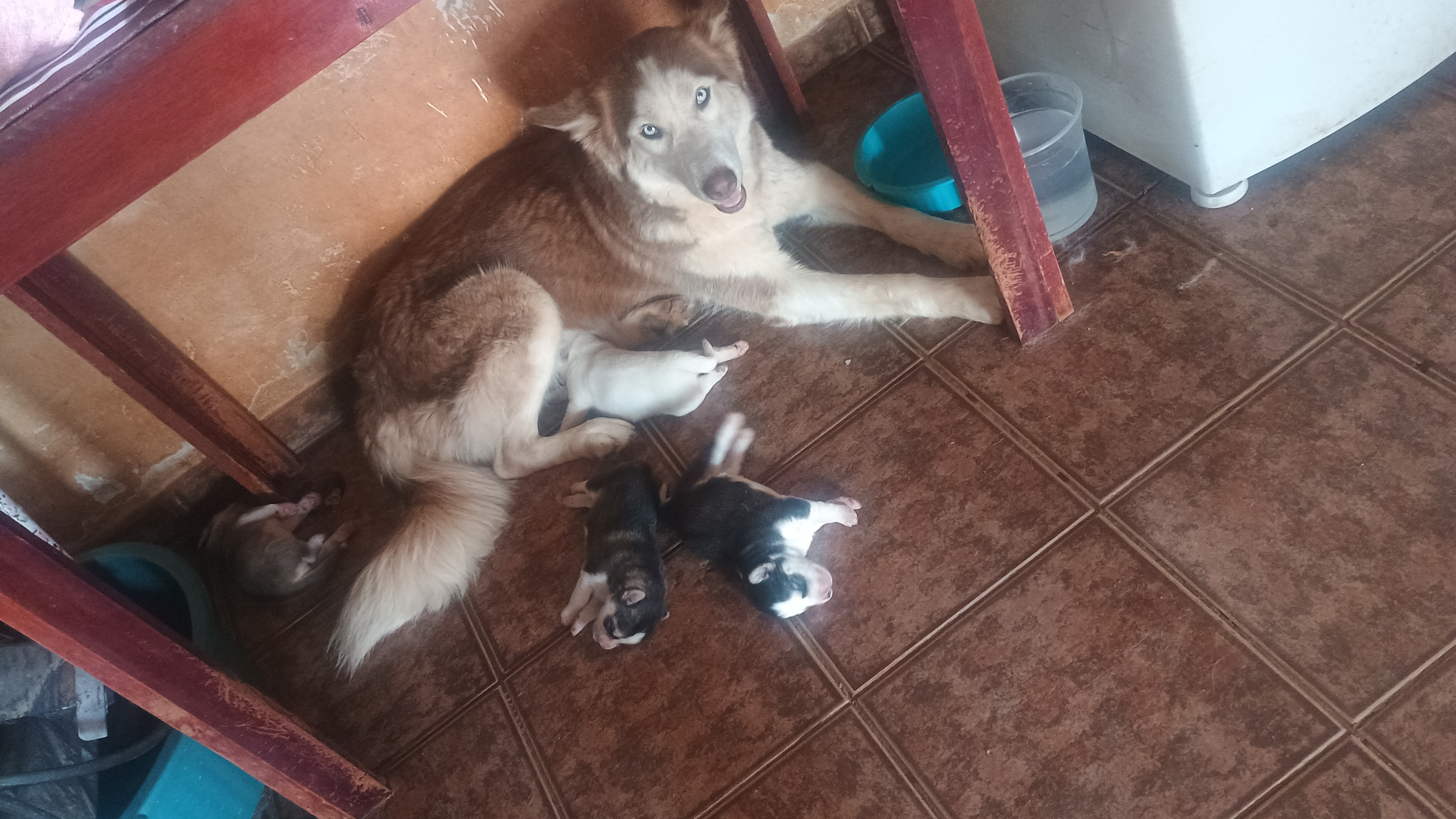 Portal Vendocão Filhote de Husky  Uberlândia