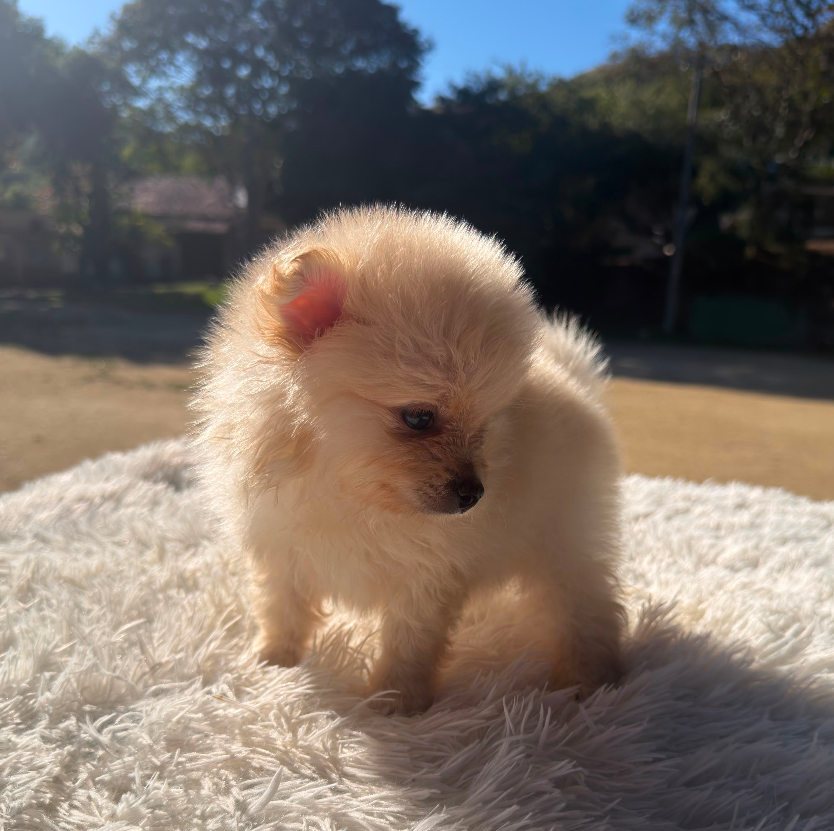 Lulu da Pomerânia creme - Foto 3