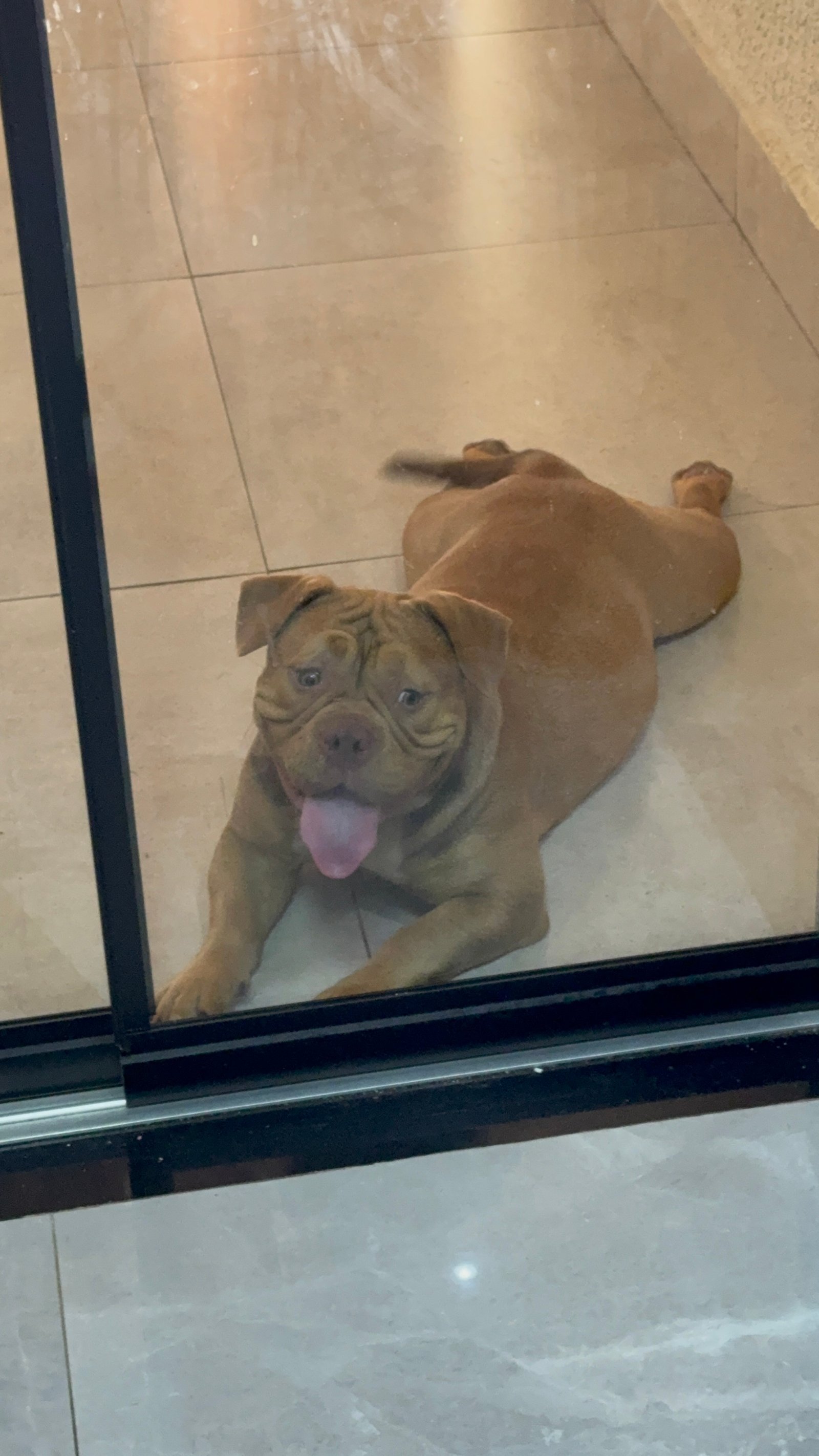 American Bully Fêmea  - Foto 1