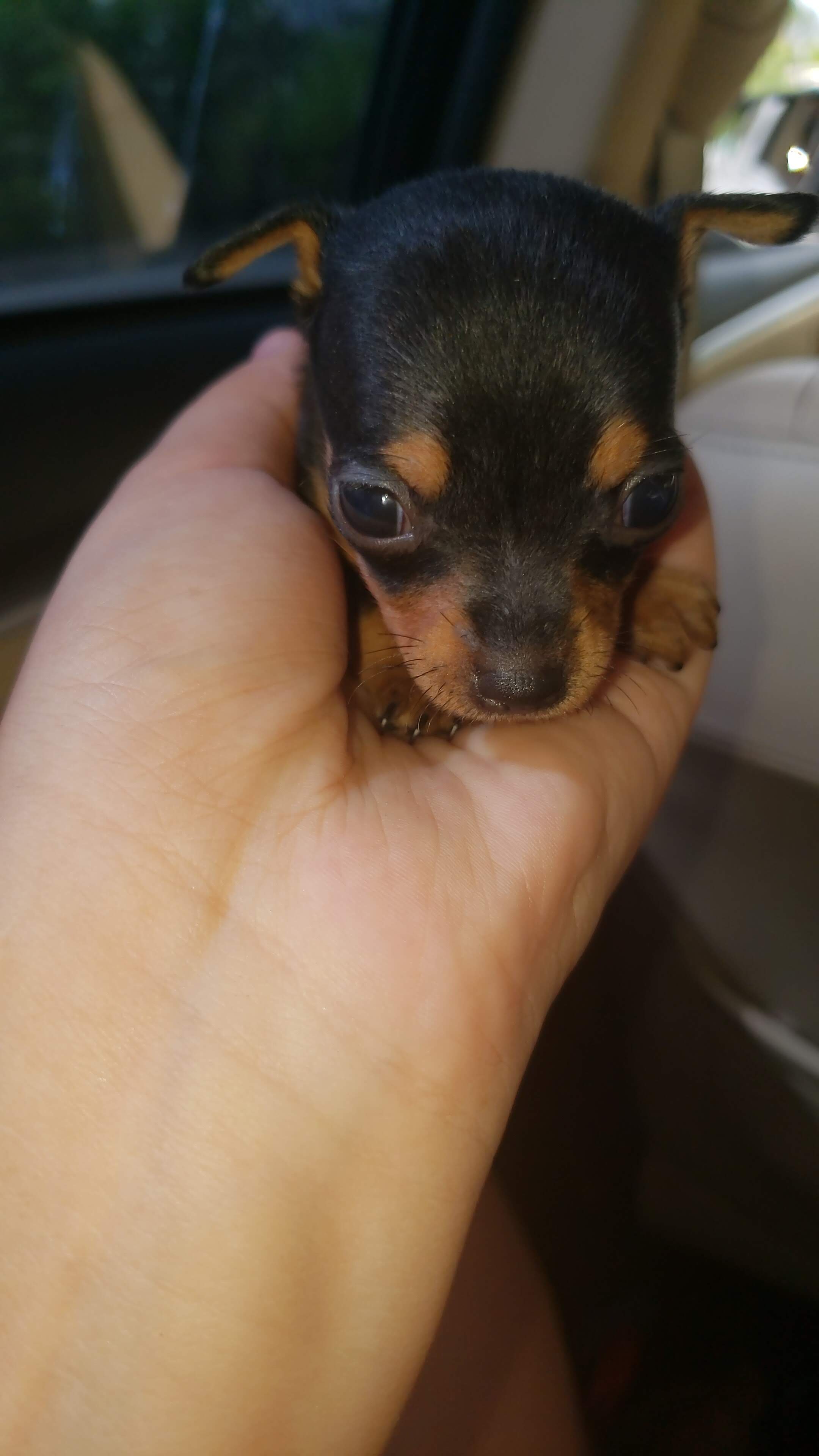 Portal Vendocão Pinscher em promoção dou suporte  Belo Horizonte