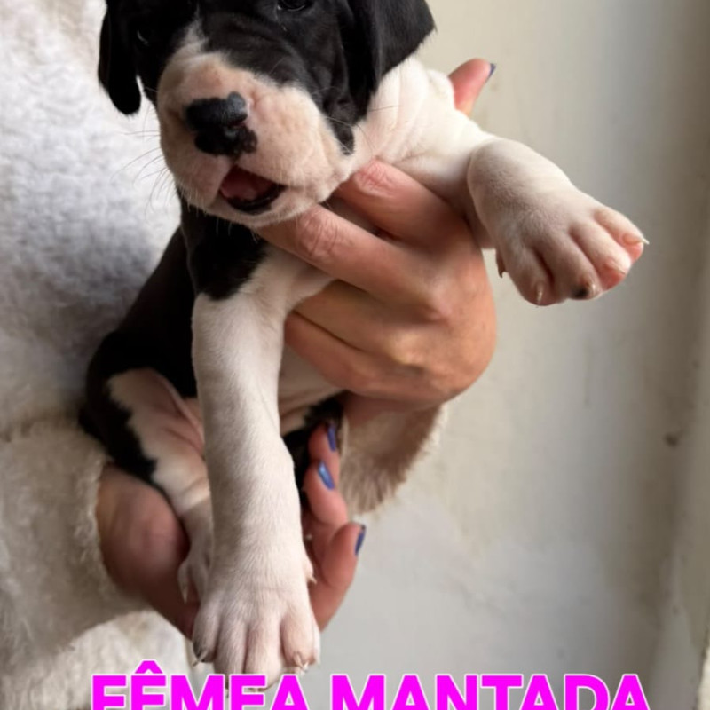 Linda ninhada de Dogue Alemão - Foto 4