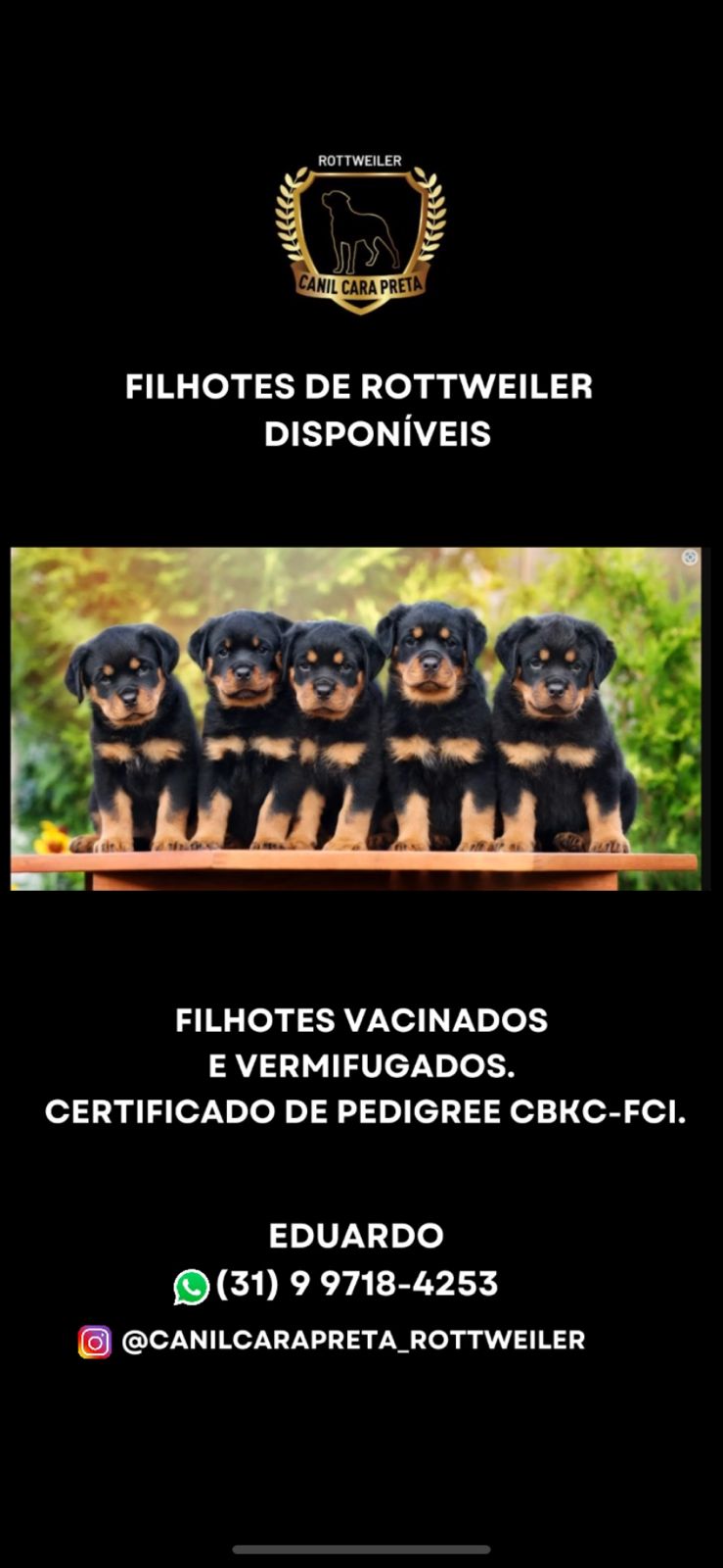 Portal Vendocão Vendas filhotes Rottweiler  Belo Horizonte-MG 