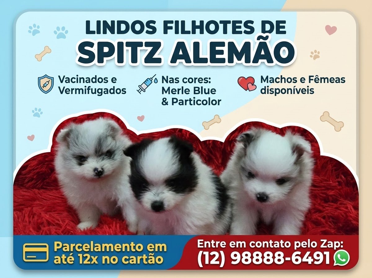 Filhote  spitz  alemão  merle  blue  anão