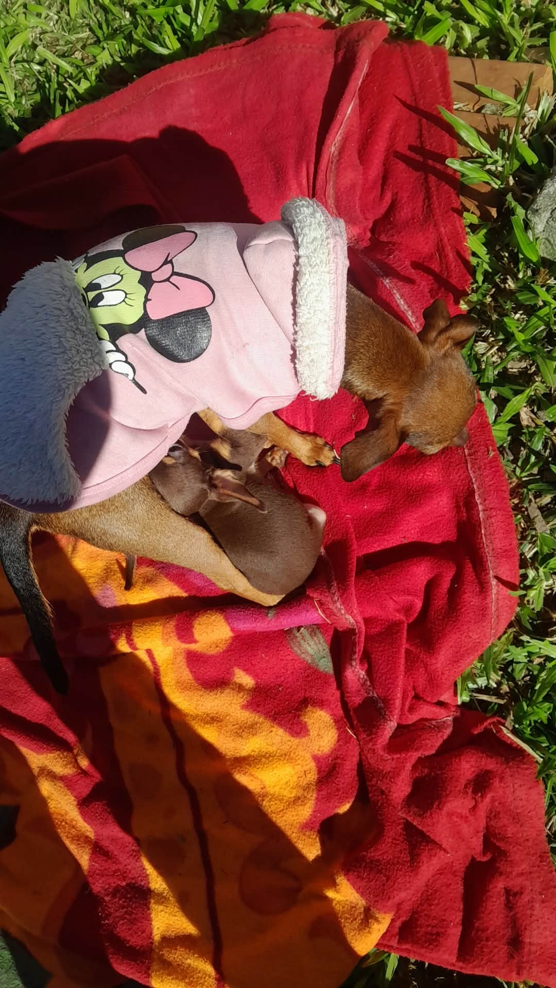 PINCHER FÊMEA 2 MESES COR CHOCOLATE LINDA