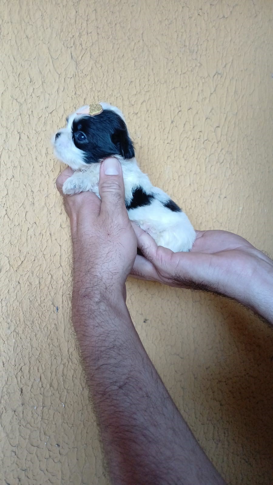 Portal Vendocão FILHOTES DE SHIHTZU DISPONIVEIS Natal