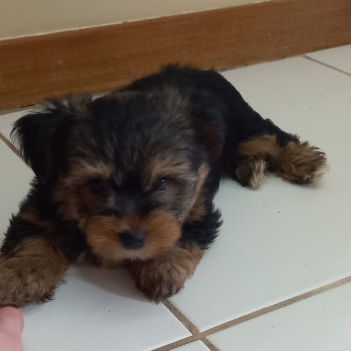 Lindos filhotes de Yorkshire Terrier, com 2 meses de idade, cheios de charme e prontos para ganhar um novo lar!