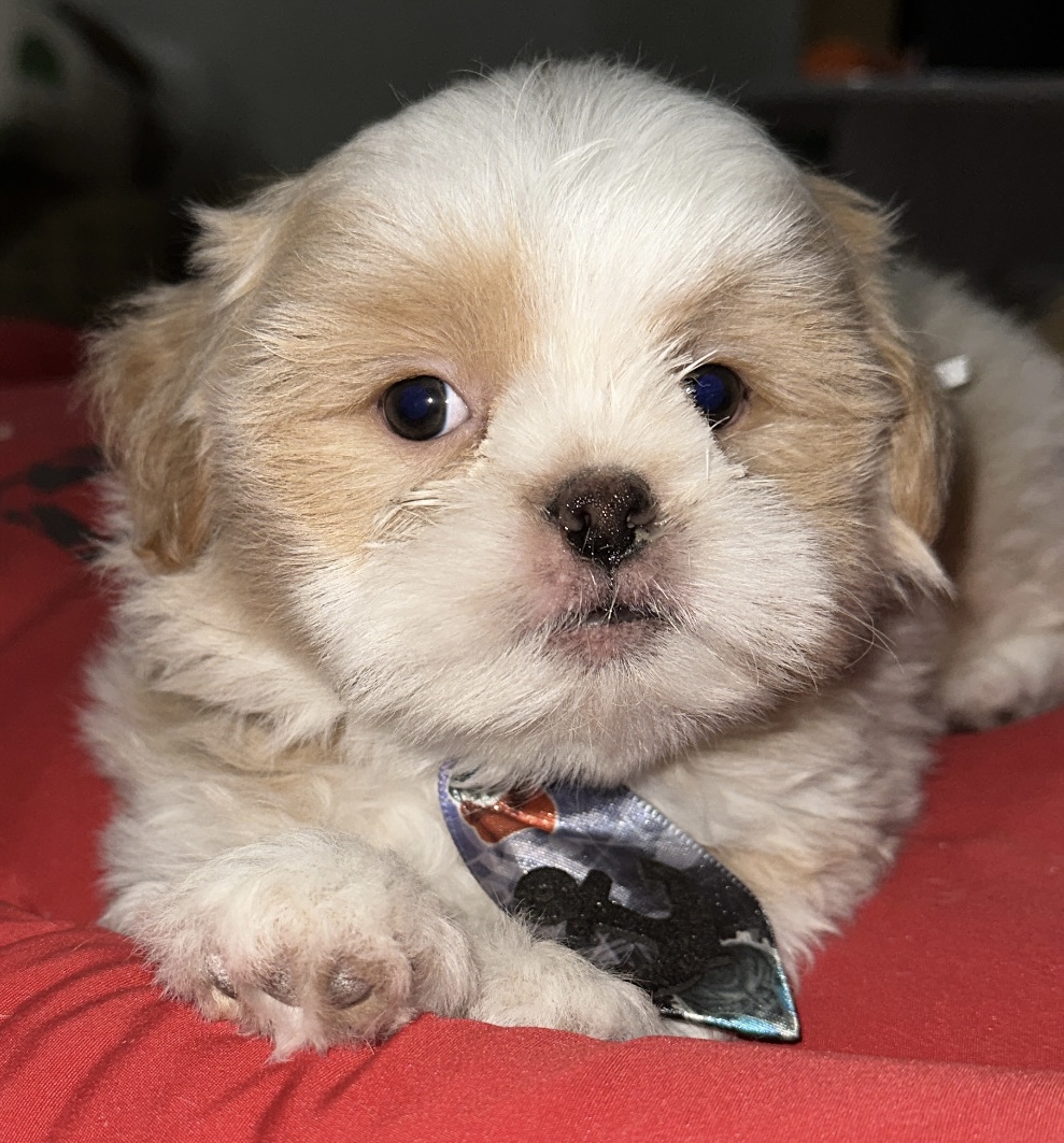 Filhotes de shih tzu