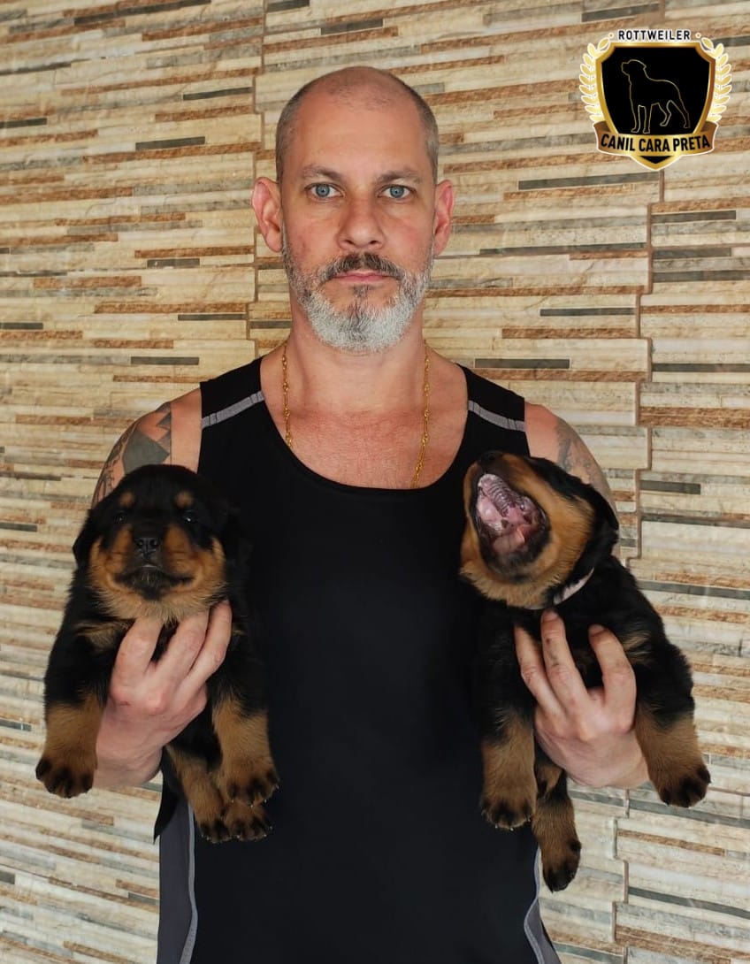 Portal Vendocão Vendas filhotes Rottweiler  Belo Horizonte-MG 