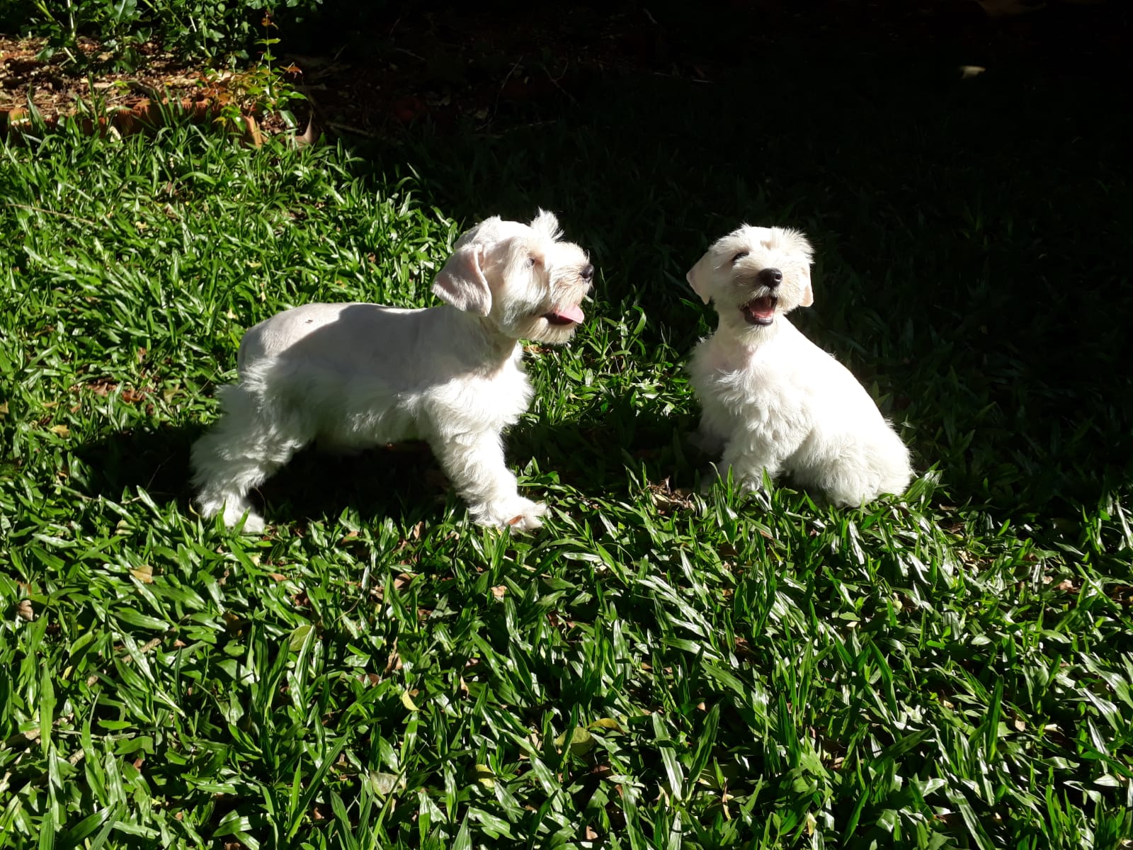 Portal Vendocão Lindos Filhotes Schnauzer miniatura sorocaba