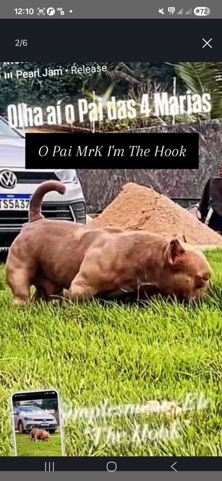 Filhotes de EXOTIC BULLY  - Foto 4