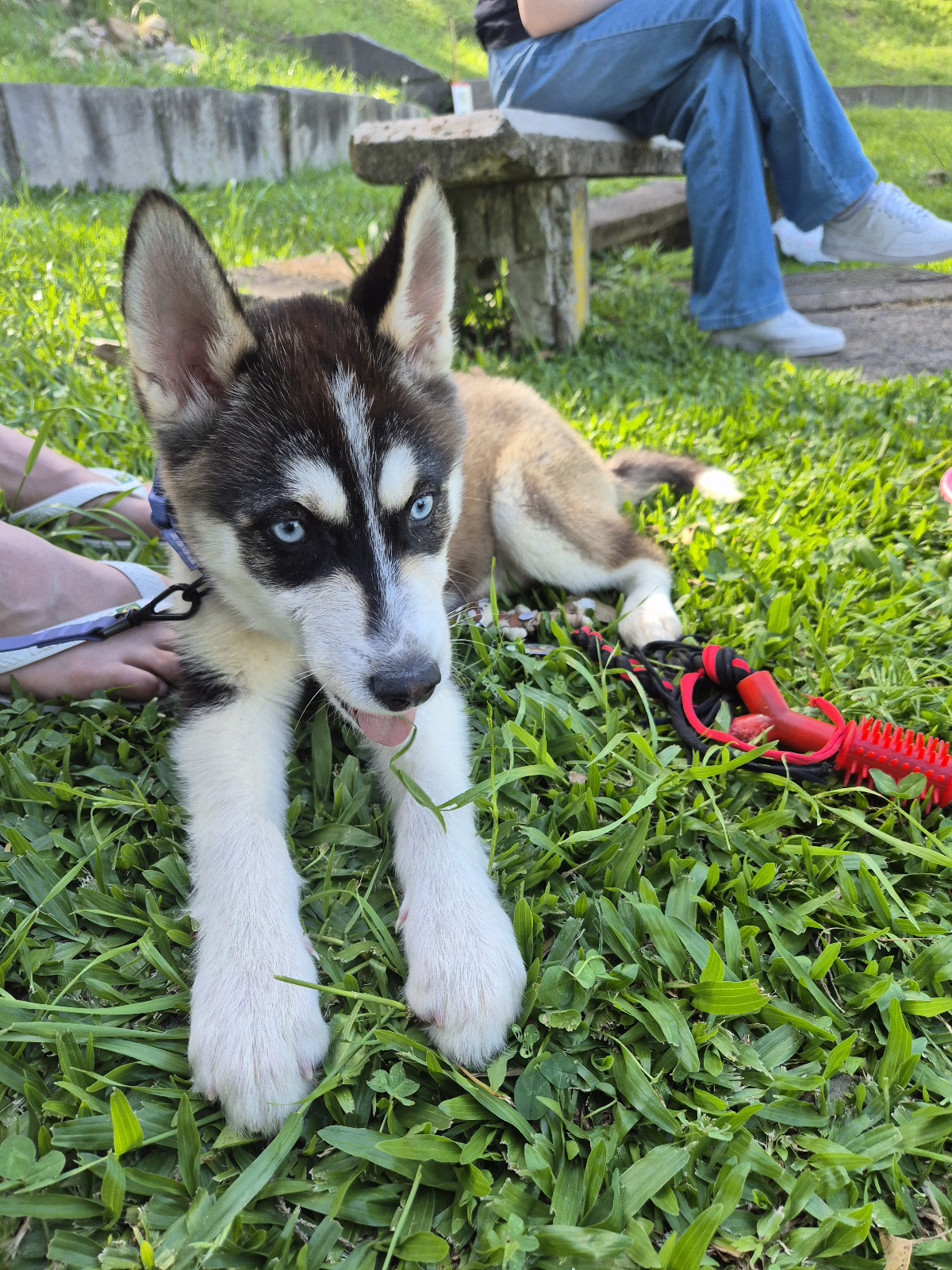 Portal Vendocão Husky filhote 3 meses fêmea Caxias do Sul