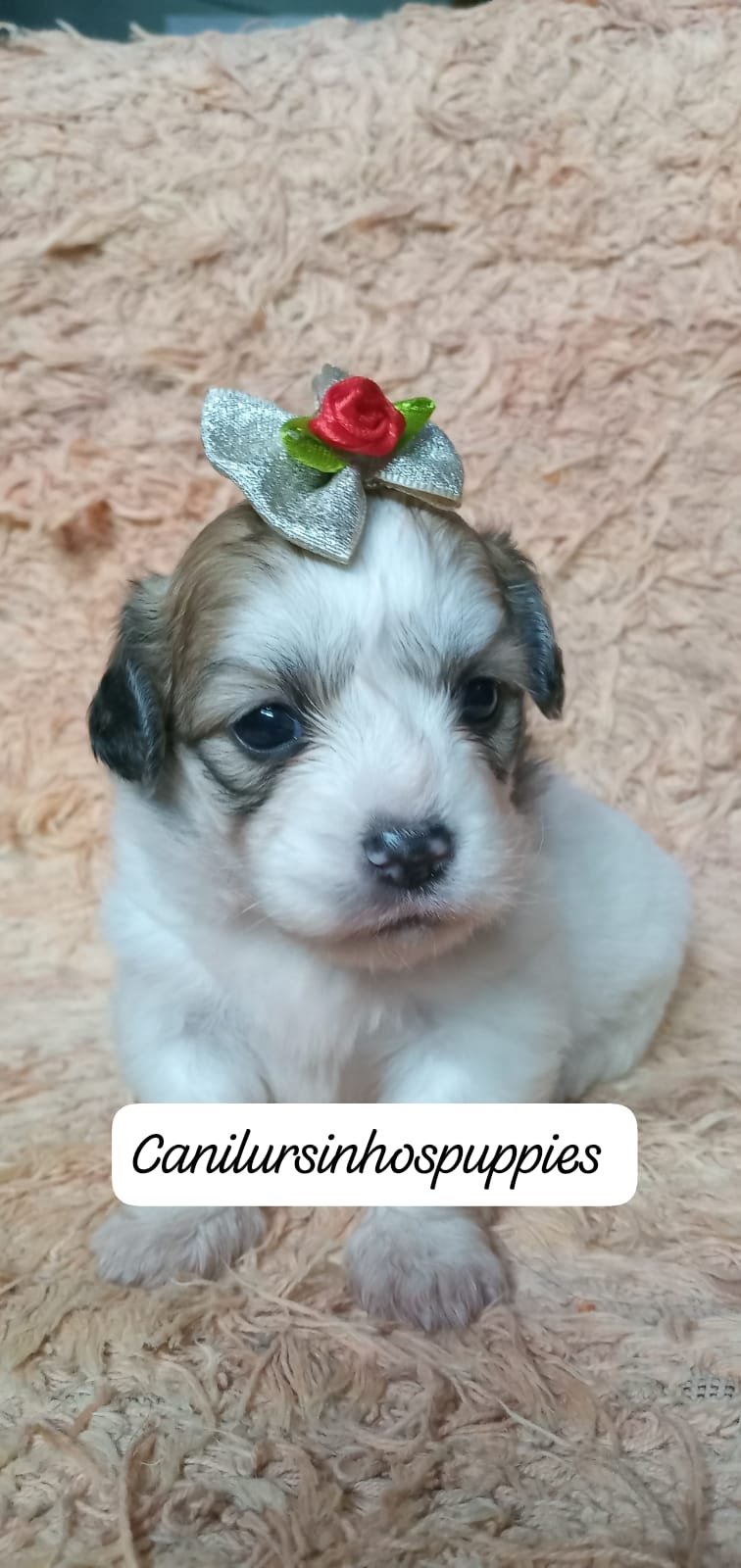 LHASA APSO LINDOS BEBES PRONTA ENTREGA #CANILURSINHOSPUPPIES - Foto 4