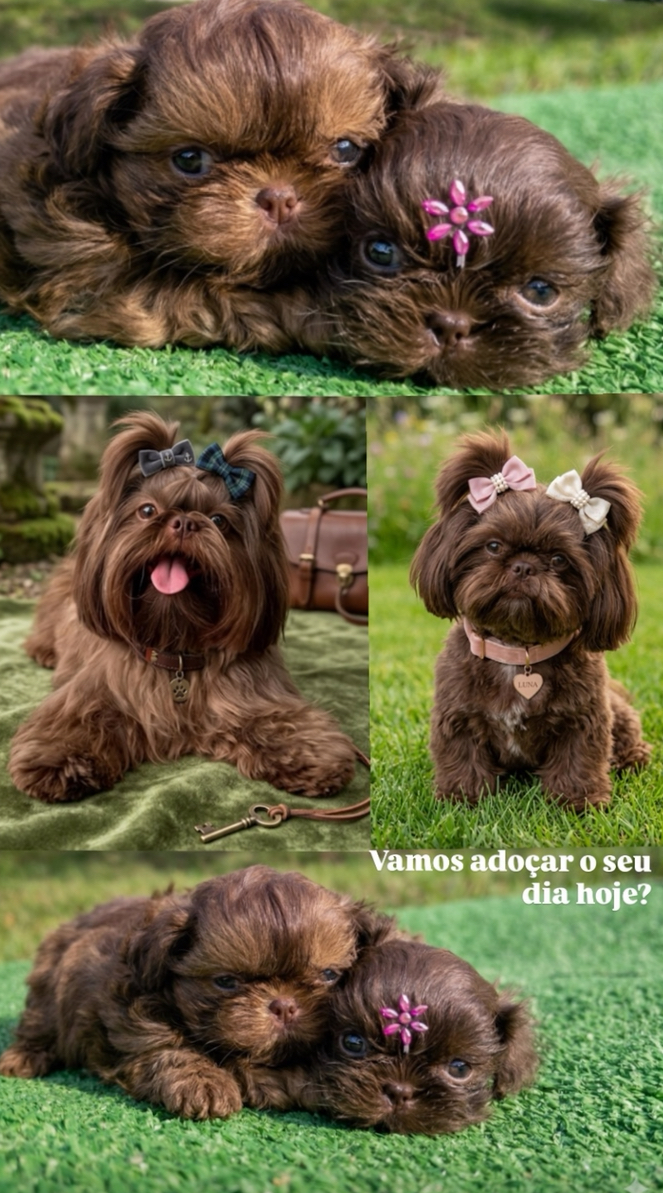 Lindos filhotes - Foto 1