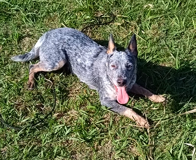 Portal Vendocão BLUE HEELER (trained dog) São Paulo 