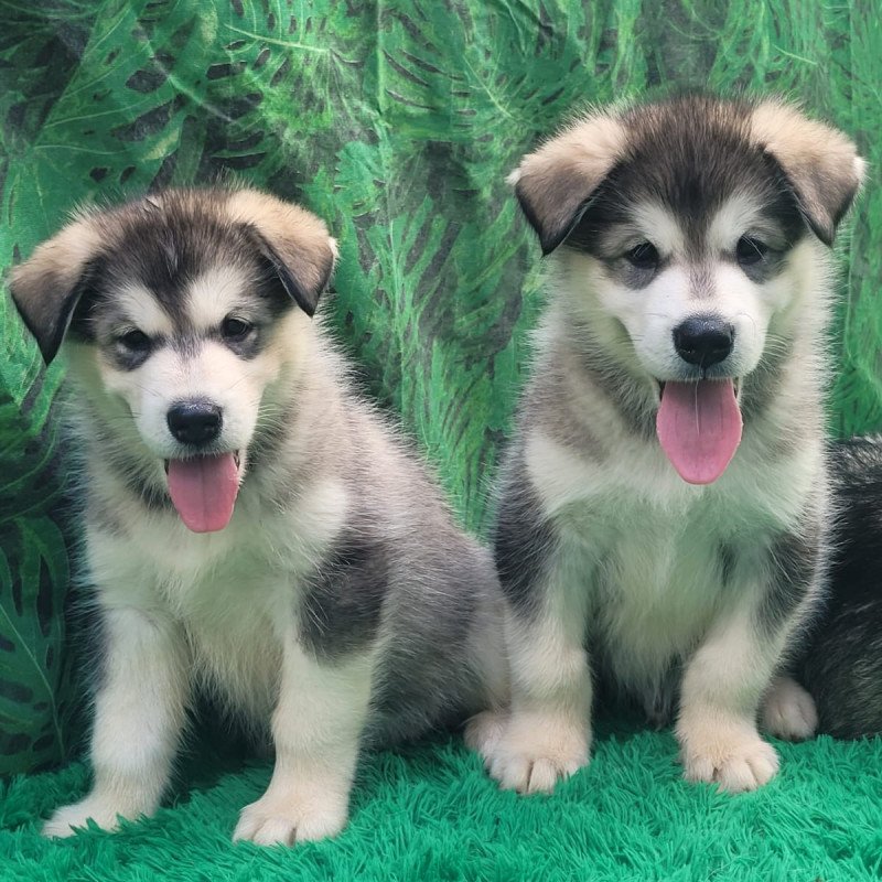 Lindos filhotes de malamute do Alaska - Foto 1