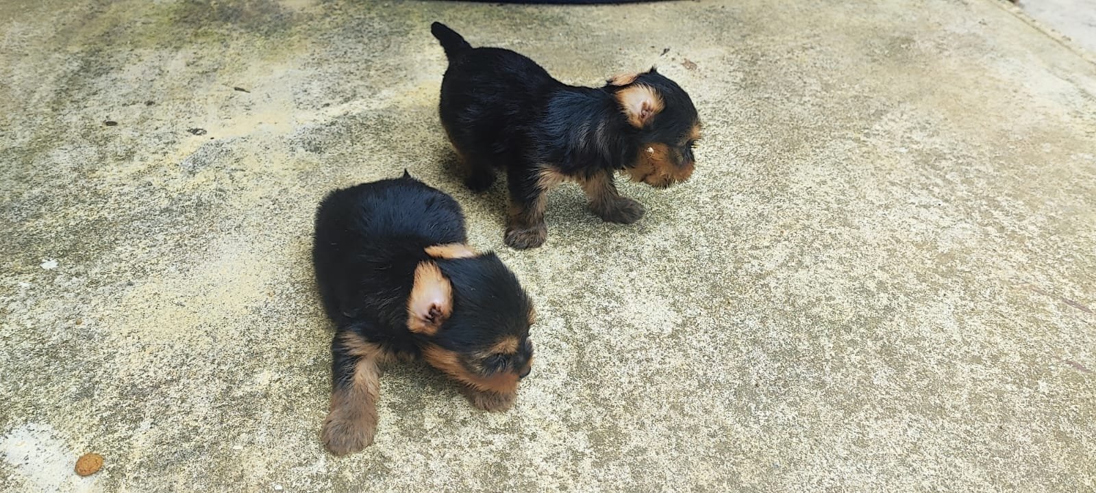 Filhote de Yorkshire Terrier