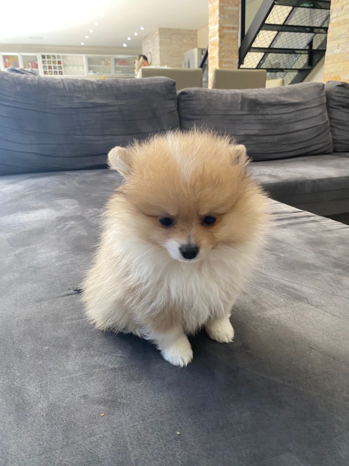 Spitz alemão lulu da pomerania