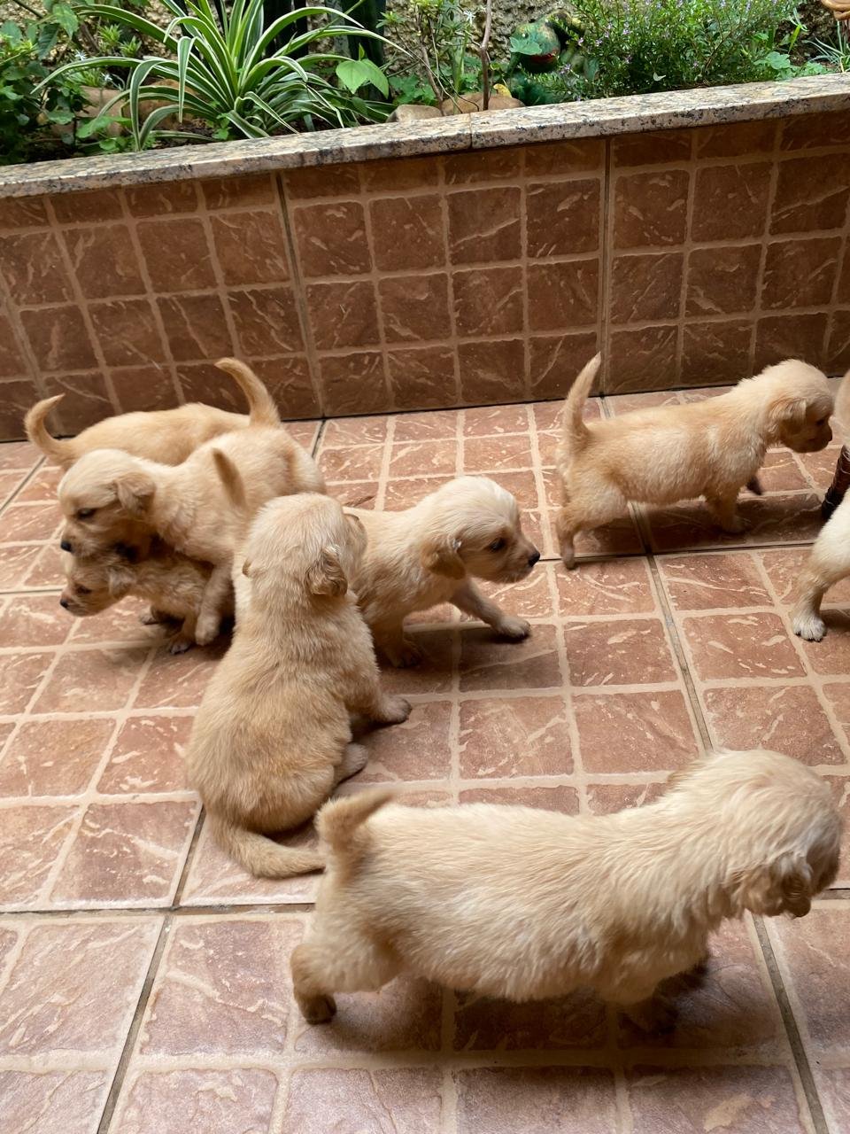Golden retriever  - Foto 3