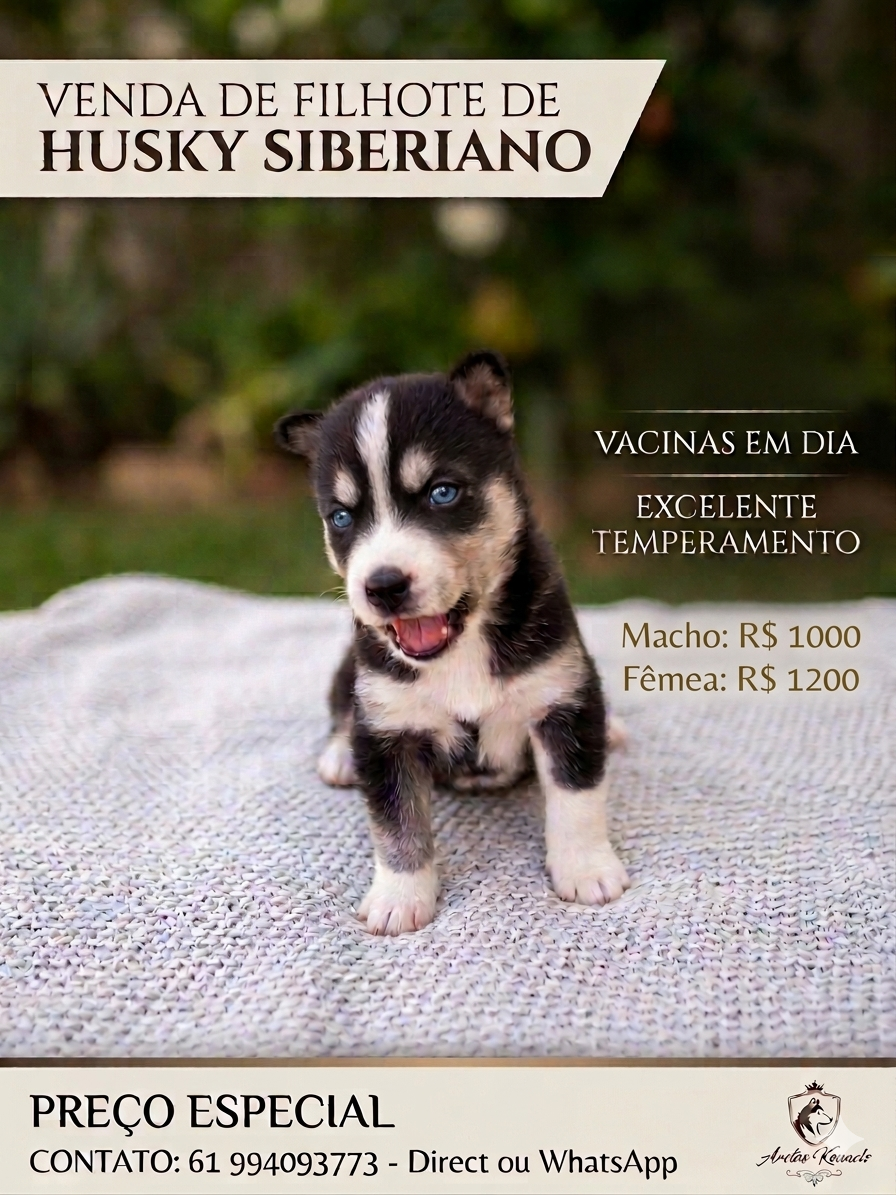 Venda filhotes de Husky Siberiano - Foto 1