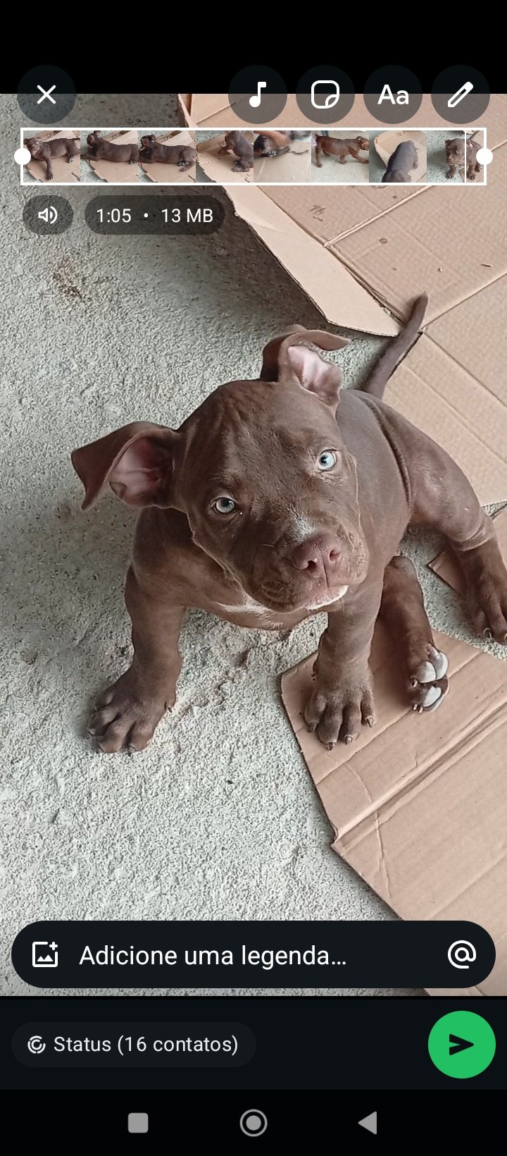 Filhote de Pitbull com 3 meses  - Foto 1